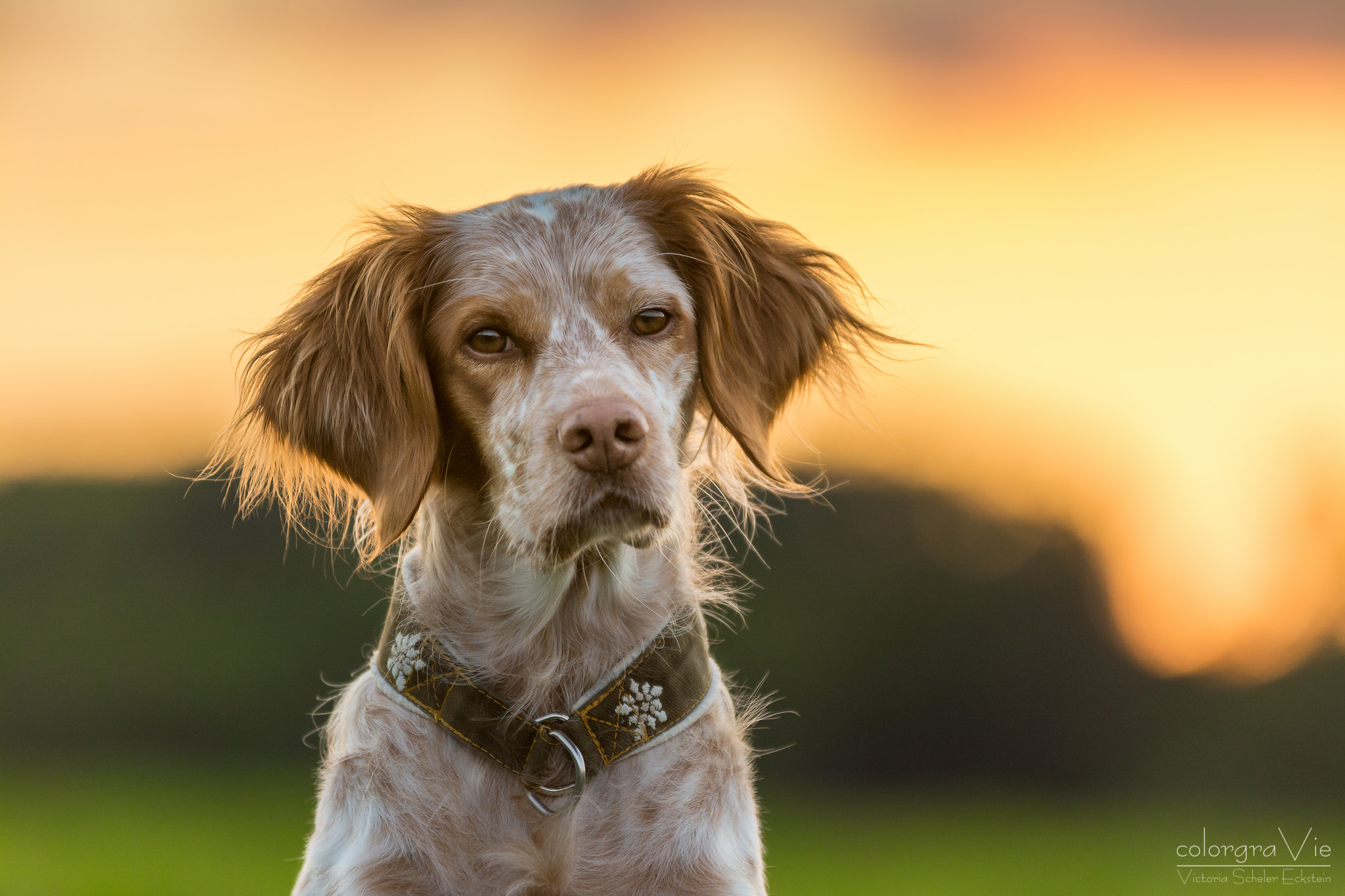 Sigma 70-200mm F2.8 EX DG OS HSM sample photo. The light of sunset photography