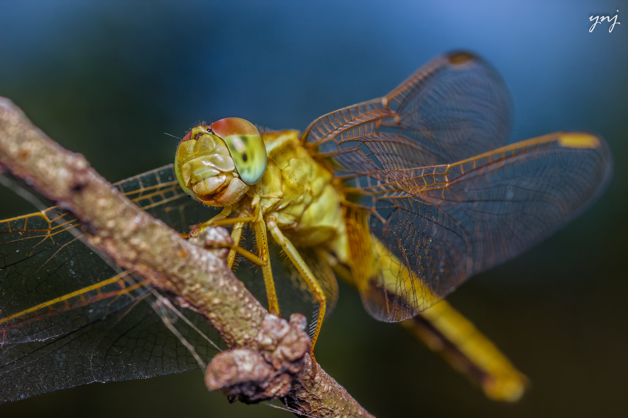 Sigma 70-300mm F4-5.6 APO DG Macro sample photo. Dragonfly photography
