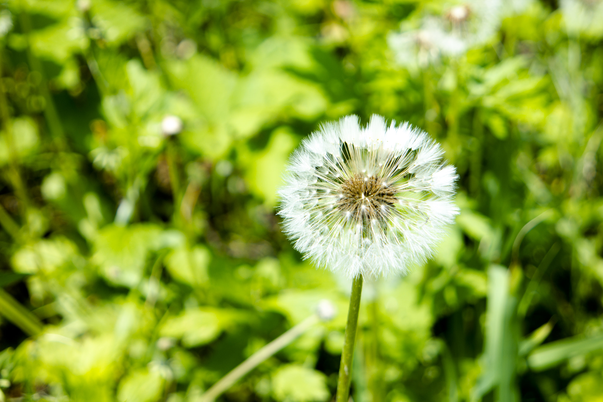 Samsung NX300M sample photo. Wild flower photography