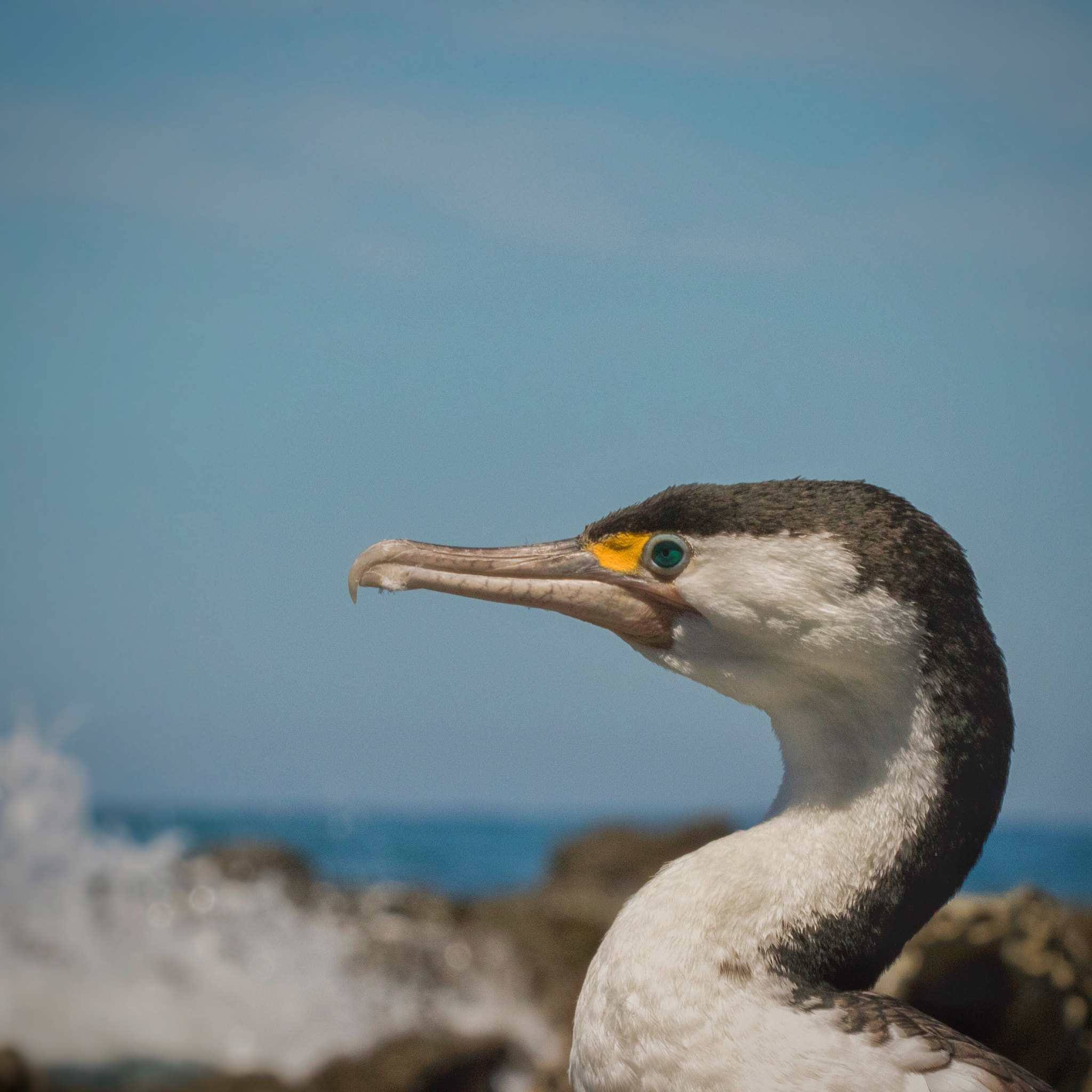 Canon EF 70-200mm F4L USM sample photo. Pied shag chilling in kaikoura, nz photography