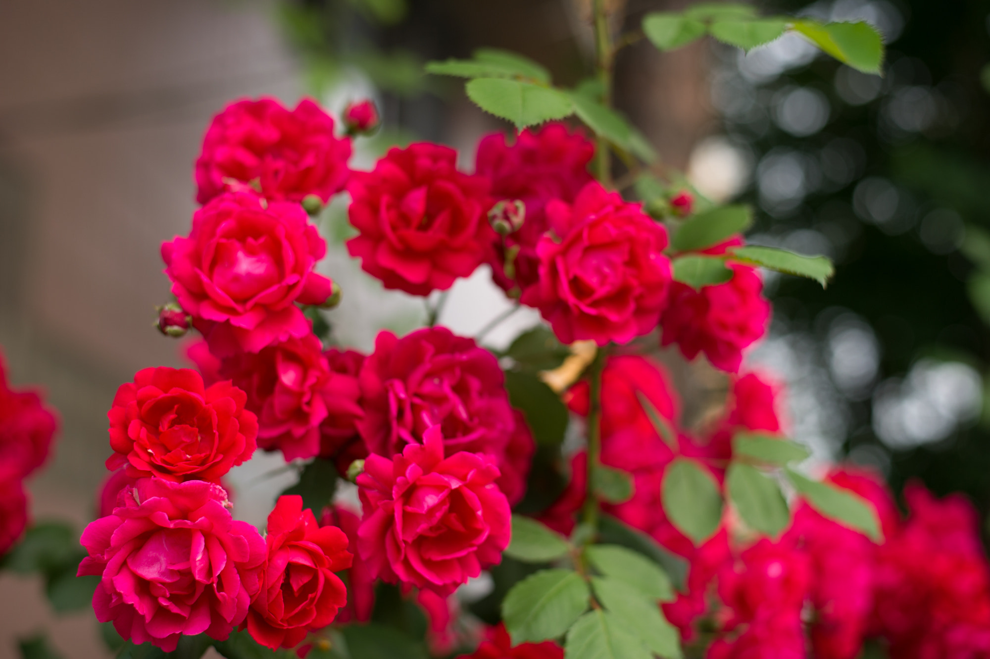 Nikon D3S + Nikon AF-S Nikkor 50mm F1.8G sample photo. Rosas para mi amor :3 photography