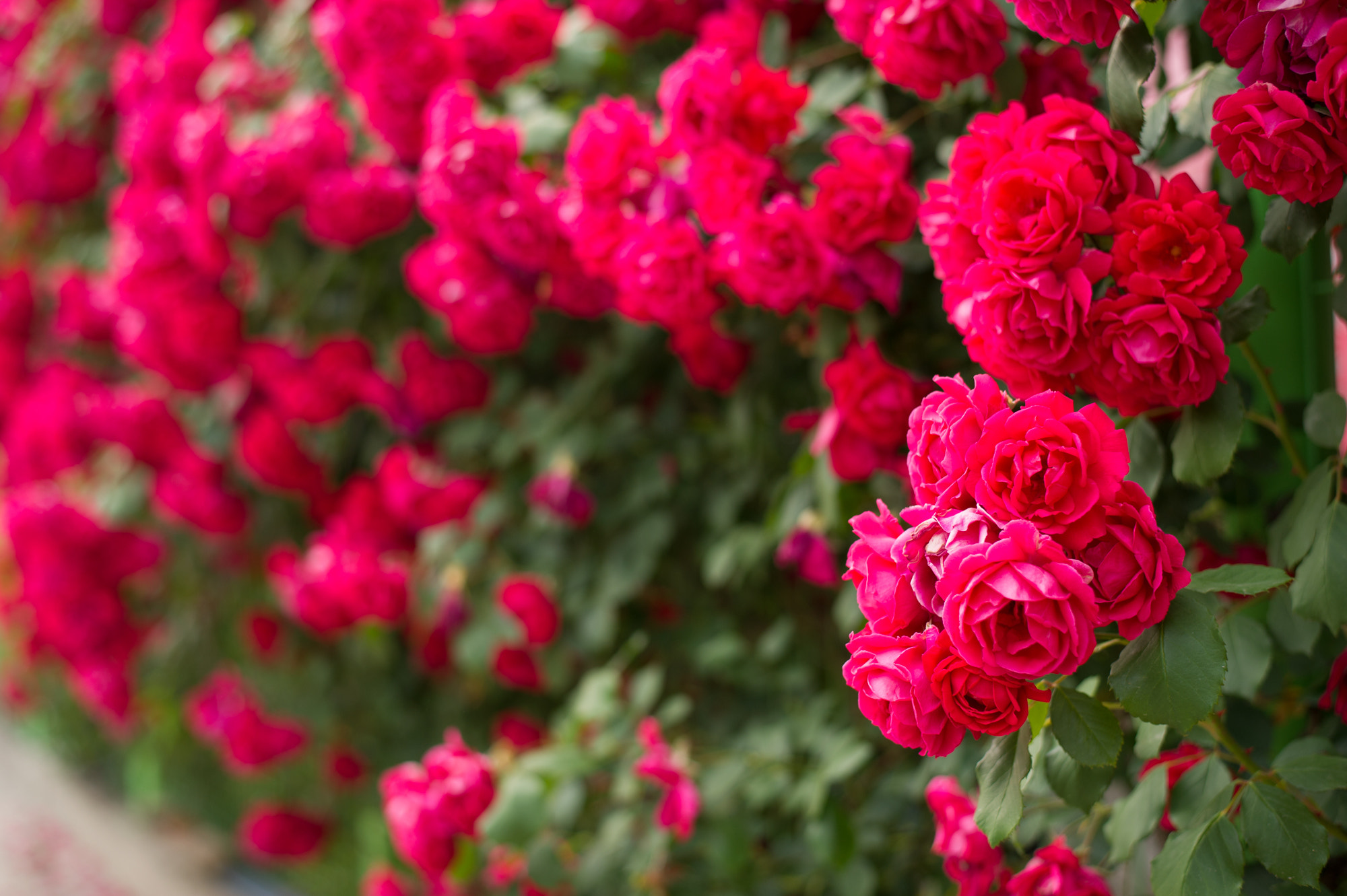 Nikon D3S + Nikon AF-S Nikkor 50mm F1.8G sample photo. Rosas para mi amor :3 photography