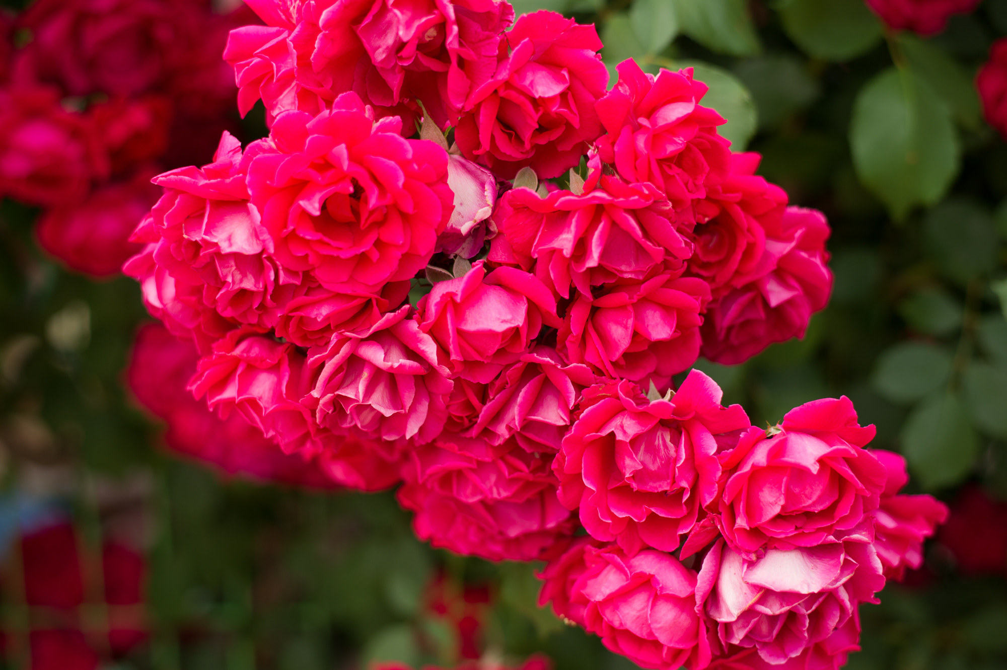 Nikon D3S + Nikon AF-S Nikkor 50mm F1.8G sample photo. Rosas para mi amor :3 photography