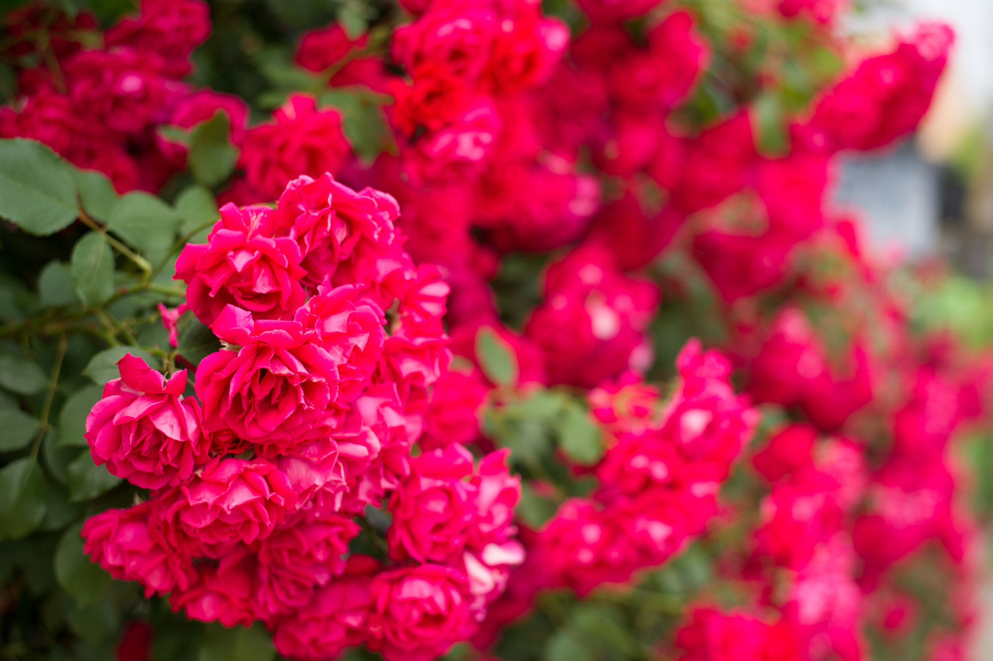 Nikon D3S + Nikon AF-S Nikkor 50mm F1.8G sample photo. Rosas para mi amor :3 photography