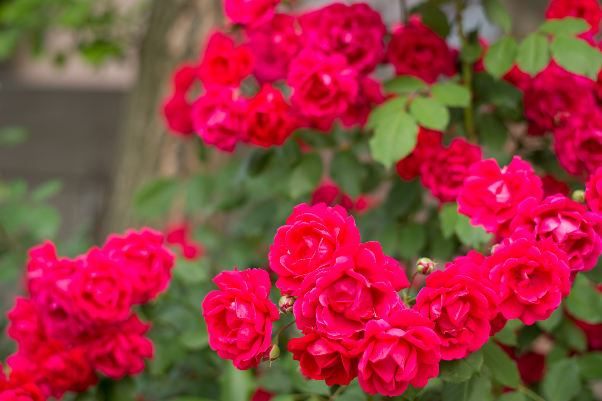 Nikon D3S + Nikon AF-S Nikkor 50mm F1.8G sample photo. Rosas para mi amor :3 photography