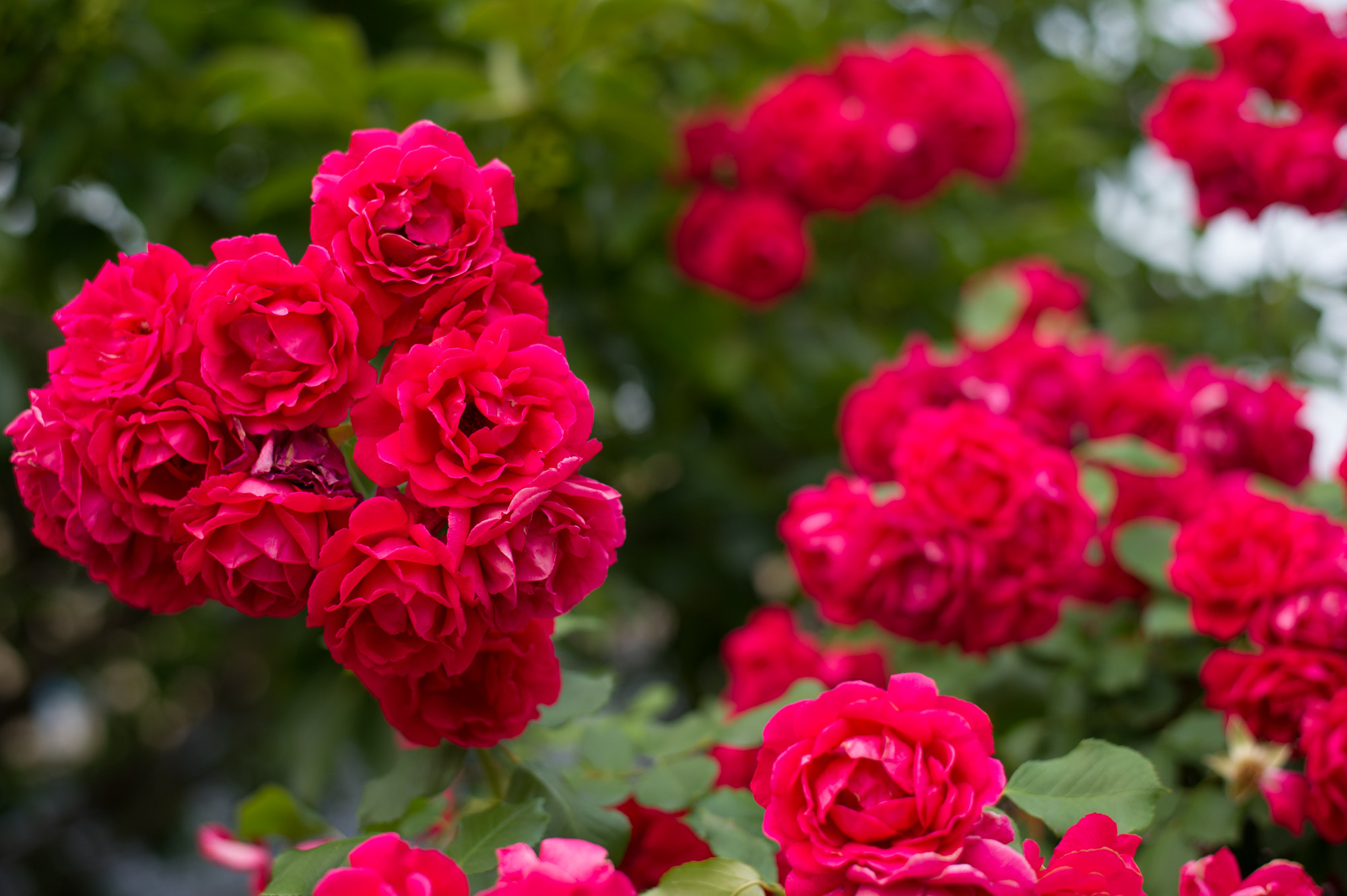 Nikon D3S + Nikon AF-S Nikkor 50mm F1.8G sample photo. Rosas para mi amor :3 photography