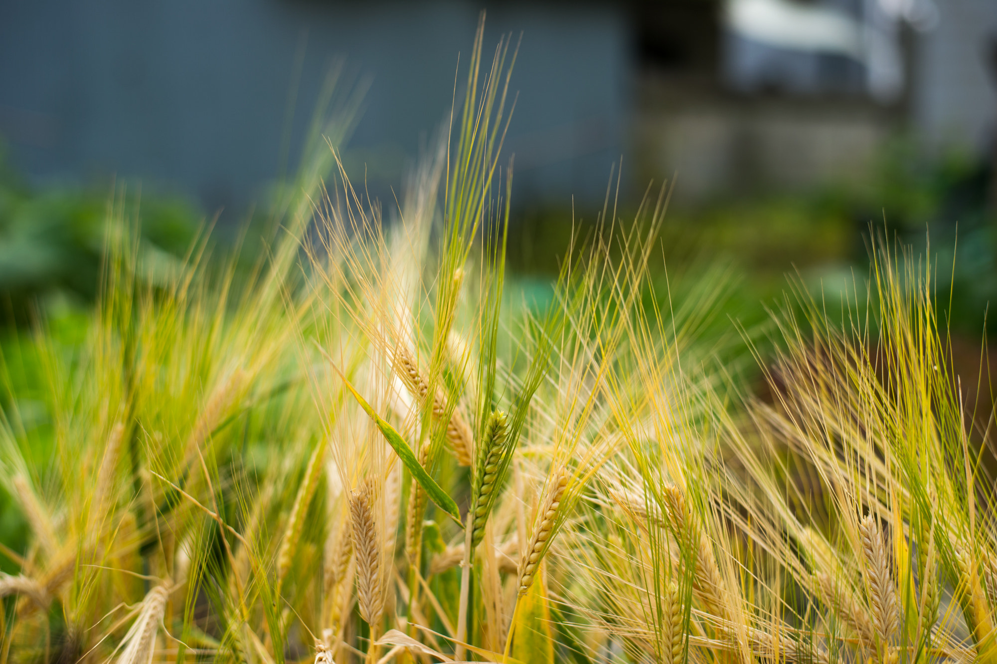 Nikon D3S + Nikon AF-S Nikkor 50mm F1.8G sample photo. Just snapshots photography