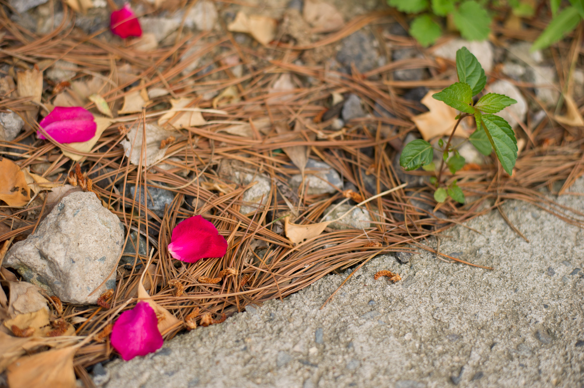 Nikon D3S + Nikon AF-S Nikkor 50mm F1.8G sample photo. Just snapshots photography