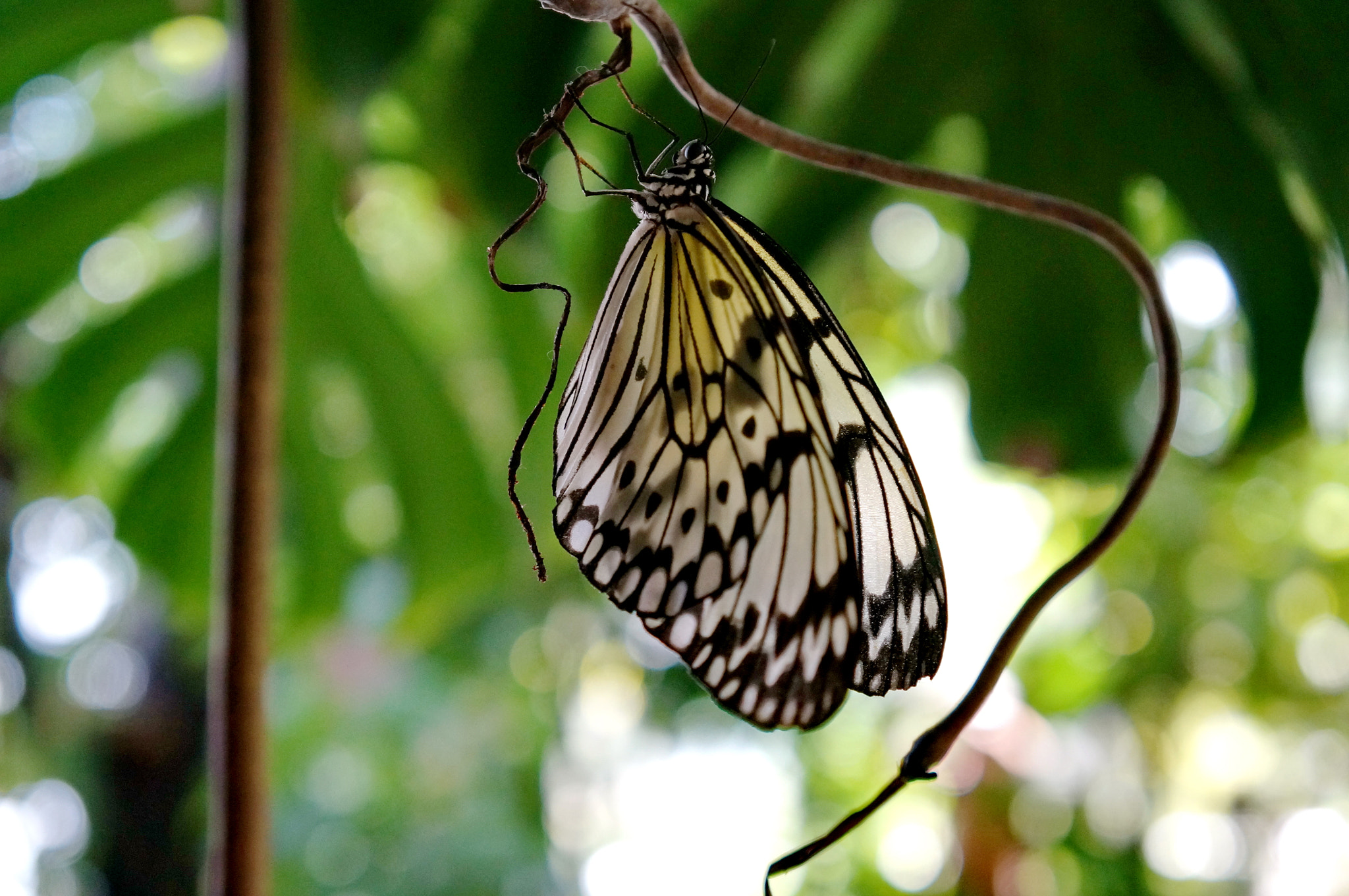 Sony E 18-55mm F3.5-5.6 OSS sample photo. Colorful butterfly photography