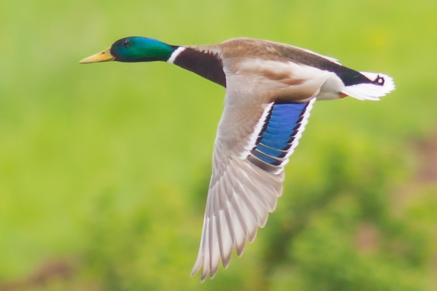 Canon EF 300mm F4L IS USM sample photo. Ente photography