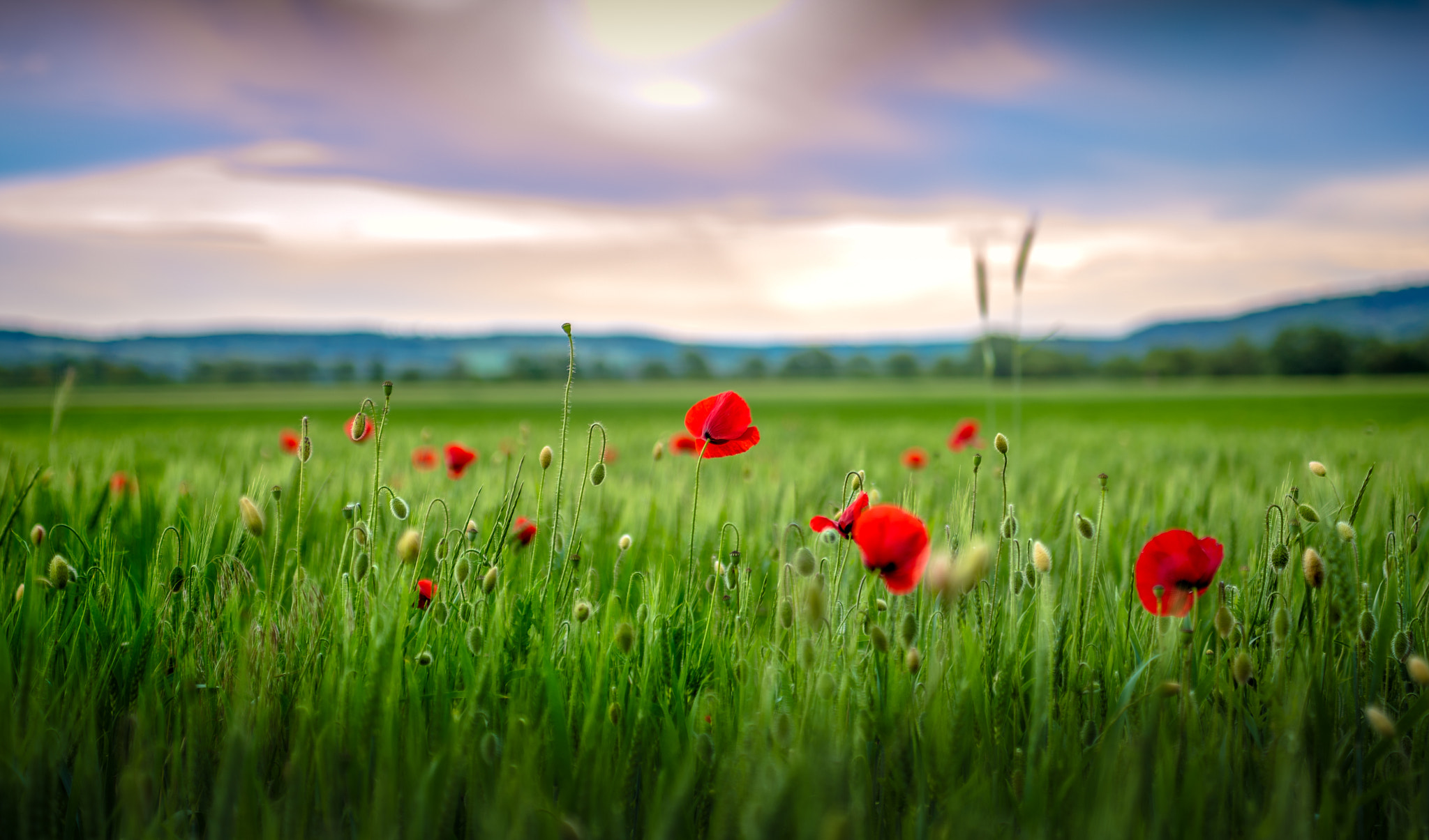 Nikon D600 + Sigma 24-70mm F2.8 EX DG Macro sample photo. Wheat field with poppys photography