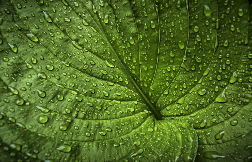 Canon EOS 7D Mark II + Canon EF-S 18-55mm F3.5-5.6 IS sample photo. Hosta rain photography