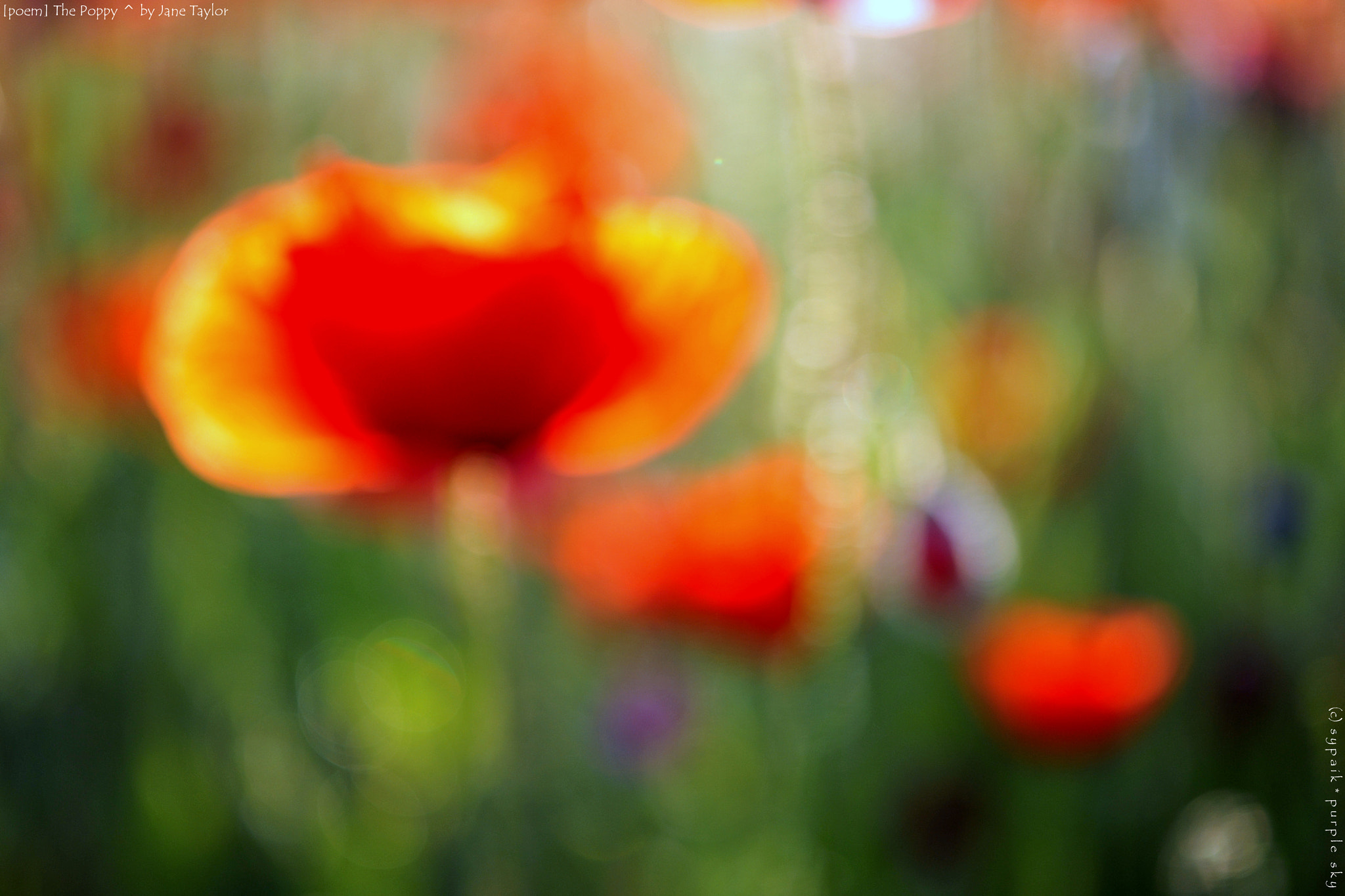 Nikon AF-S Micro-Nikkor 60mm F2.8G ED sample photo. The poppy ii photography