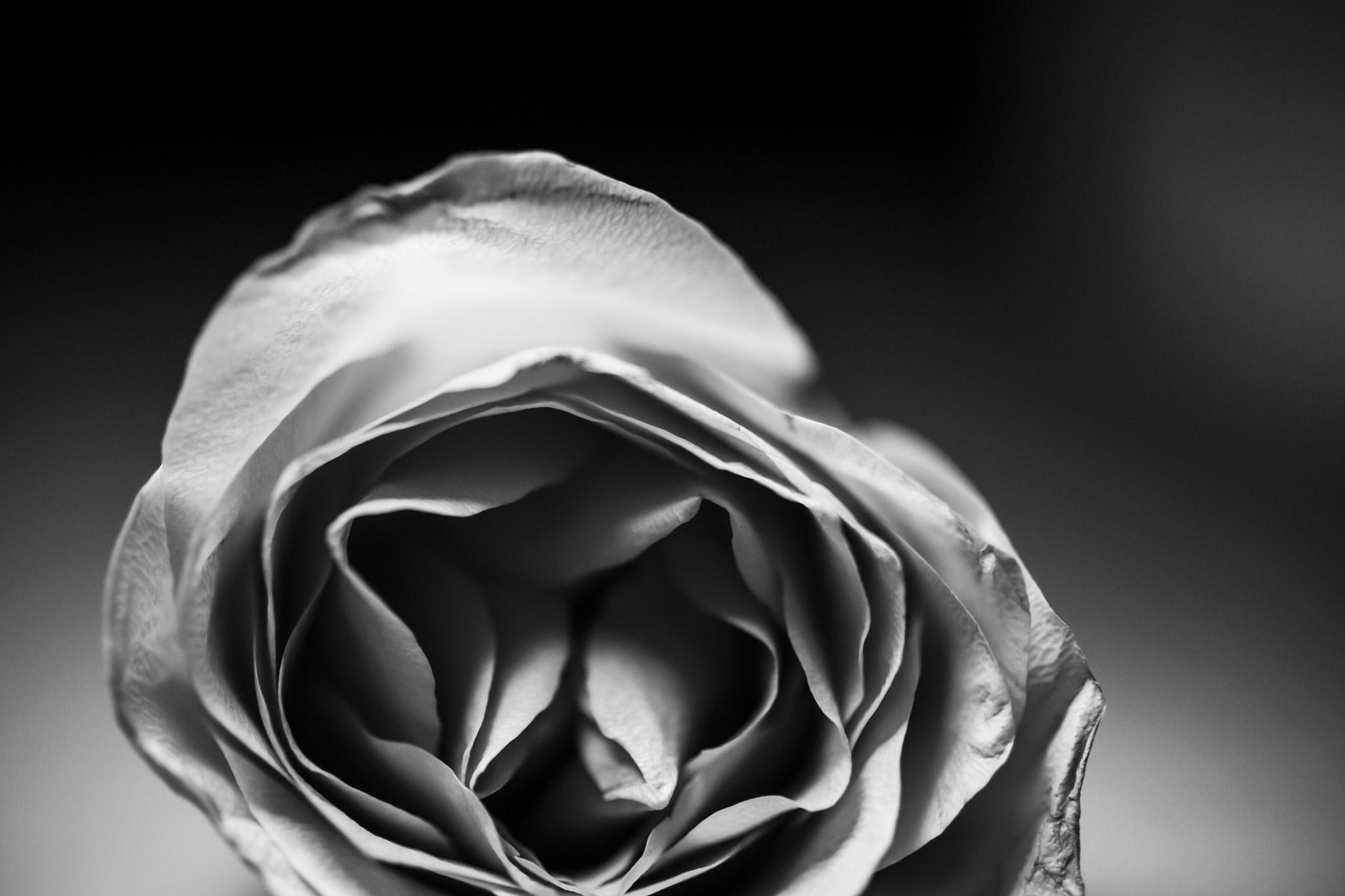 Canon EOS 6D + Canon EF 50mm F2.5 Macro sample photo. Memory lane photography