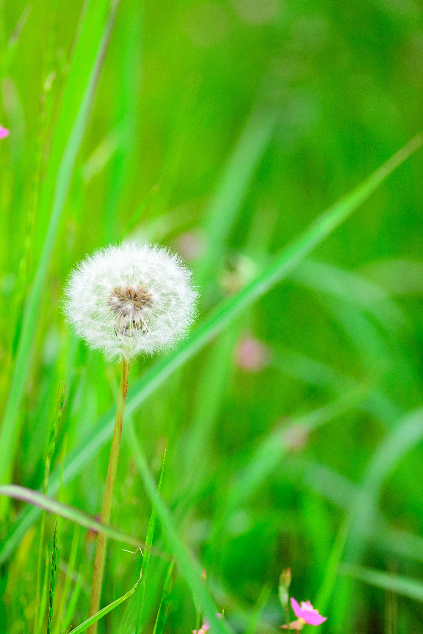 Nikon D3100 sample photo. A dandelion puffball photography