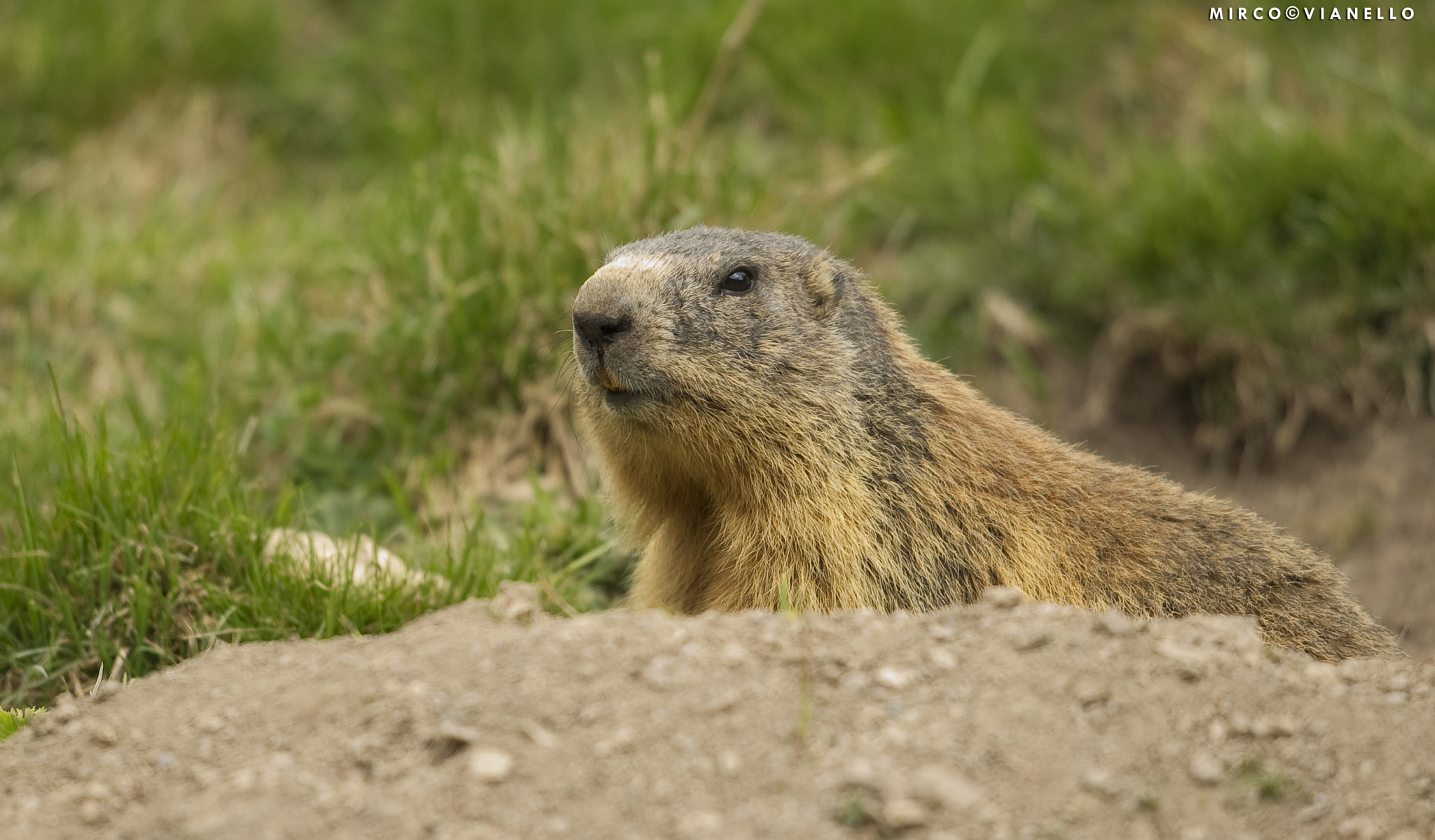 Nikon D3S + Nikon AF-S Nikkor 500mm F4G ED VR sample photo. Marmota marmota photography