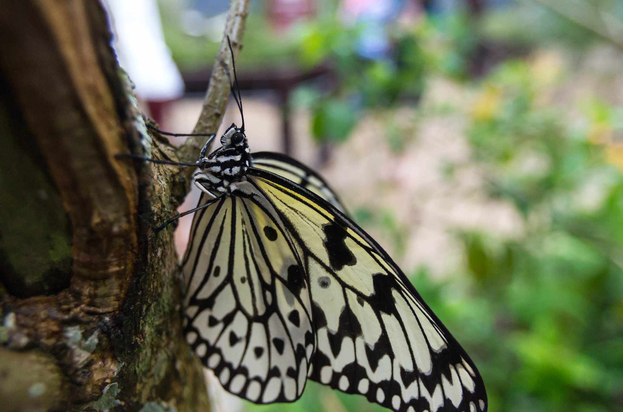 Pentax smc DA 14mm F2.8 ED (IF) sample photo. White butterfly on tree photography
