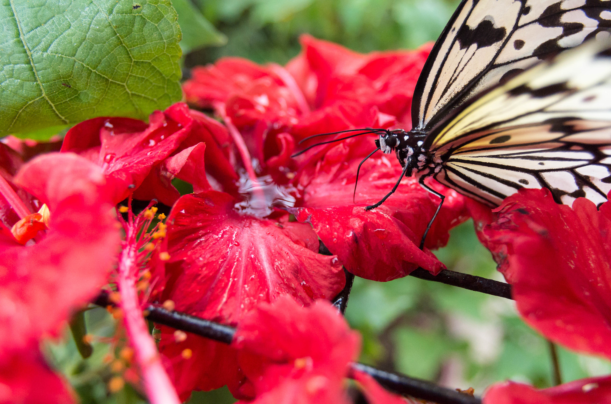 Pentax smc DA 14mm F2.8 ED (IF) sample photo. White butterfly feeding on wet flower photography