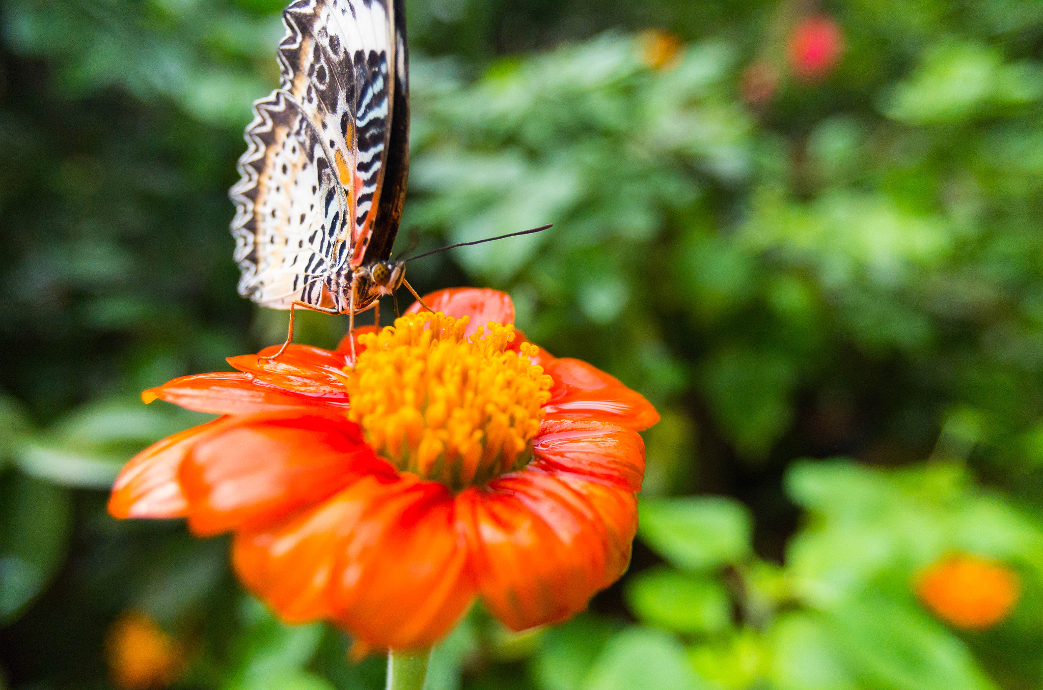 Pentax smc DA 14mm F2.8 ED (IF) sample photo. Butterfly feeding on orange flower photography