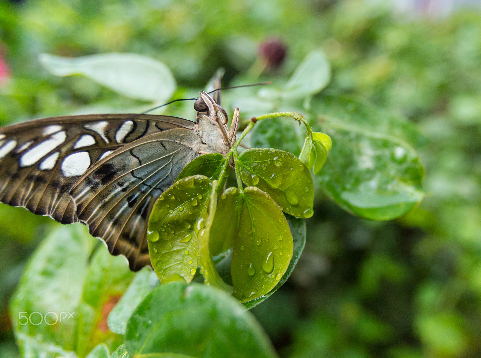 Pentax K-30 sample photo. Butterfly landing on leaf photography