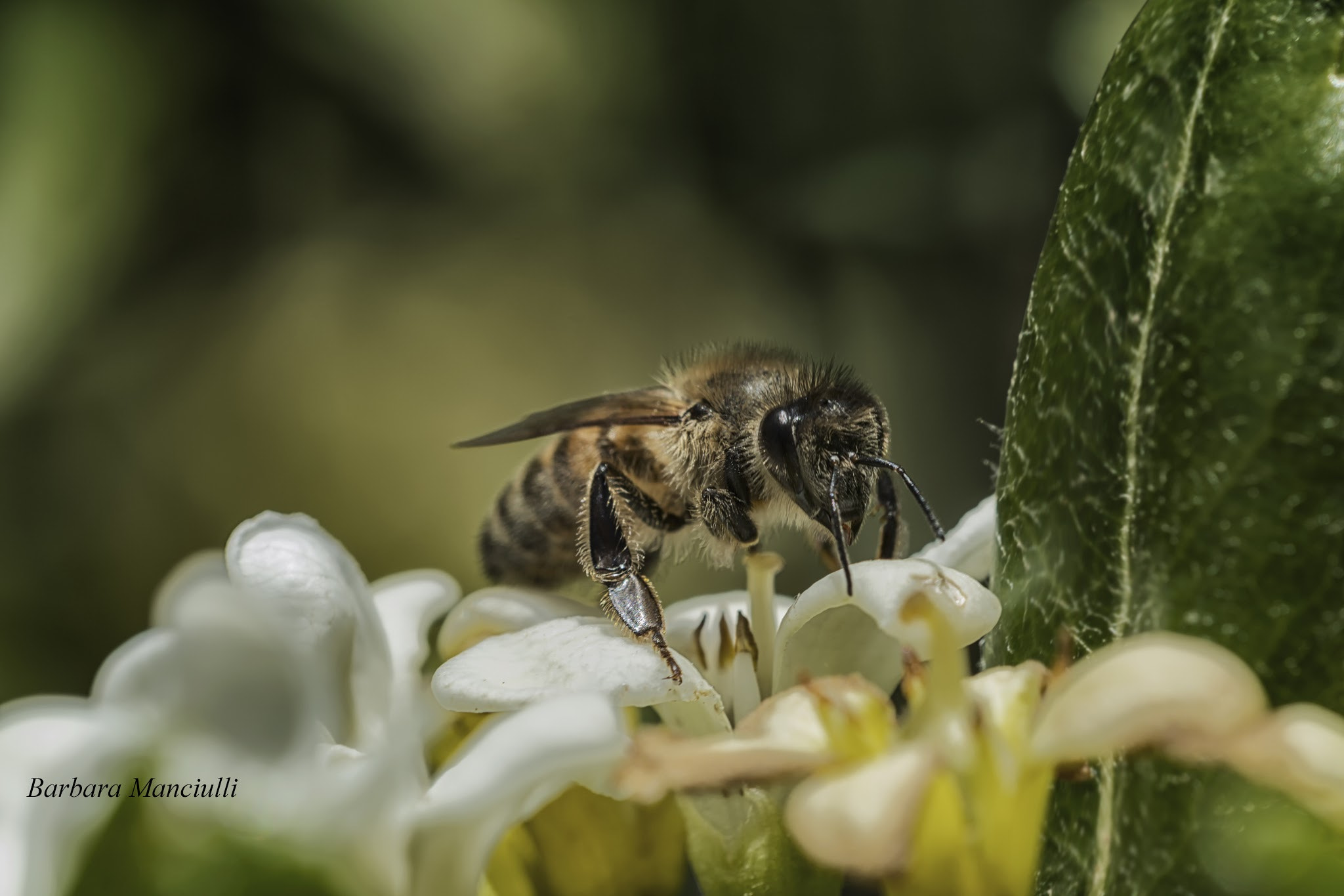 Sigma 150mm F2.8 EX DG OS Macro HSM sample photo. Di fiore in fiore  photography