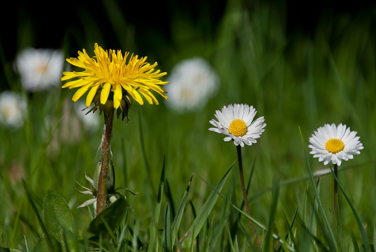 Sony Alpha DSLR-A300 + DT 18-270mm F3.5-6.3 SSM sample photo. Mniszek5 photography