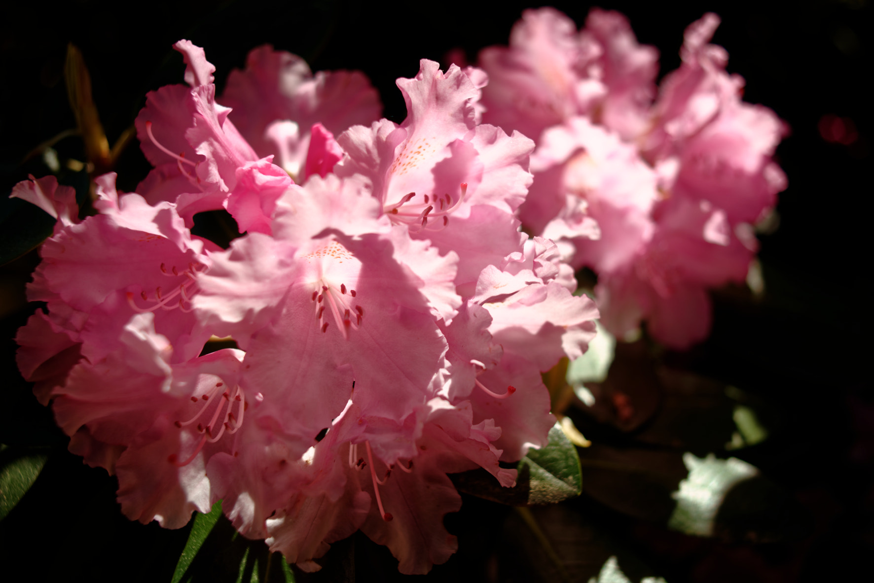 Manual Lens No CPU sample photo. Rhododenron photography