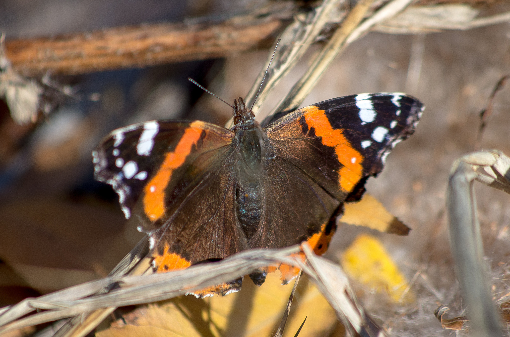 HD Pentax DA 55-300mm F4.0-5.8 ED WR sample photo. The red admiral // vanessa atalanta photography