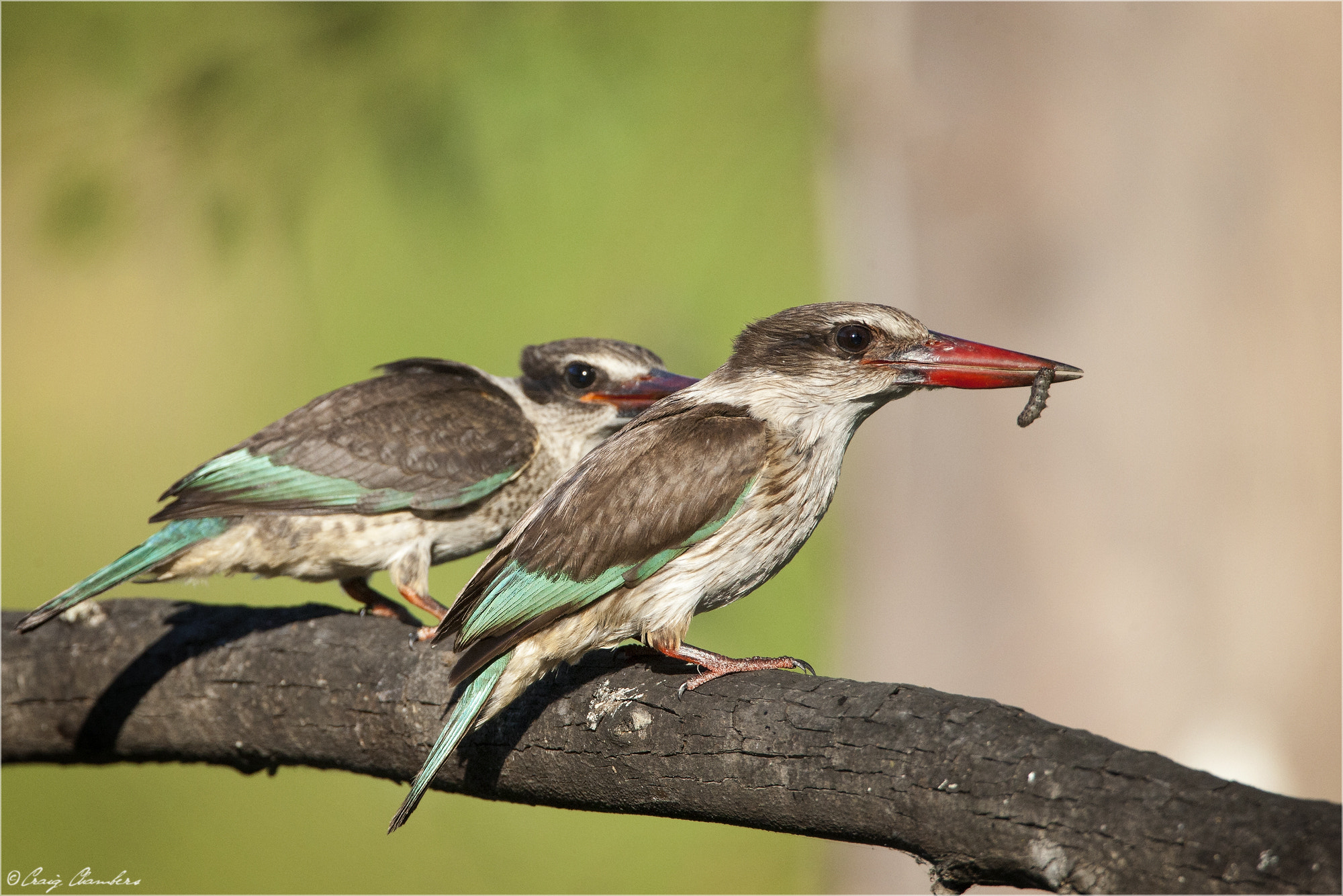 Canon EF 500mm F4L IS USM sample photo. Dinner time.jpg photography