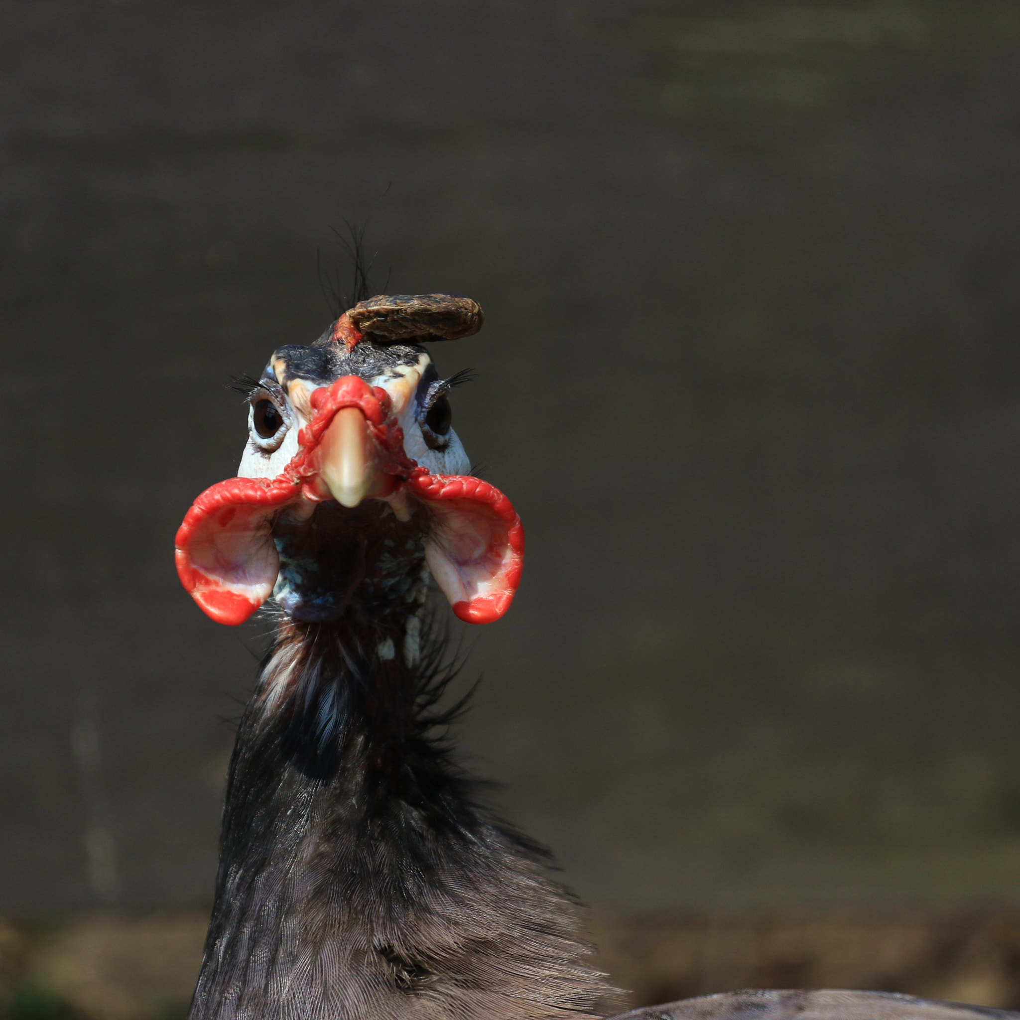 Canon EF 70-200mm F4L USM sample photo. Guinea fowl photography