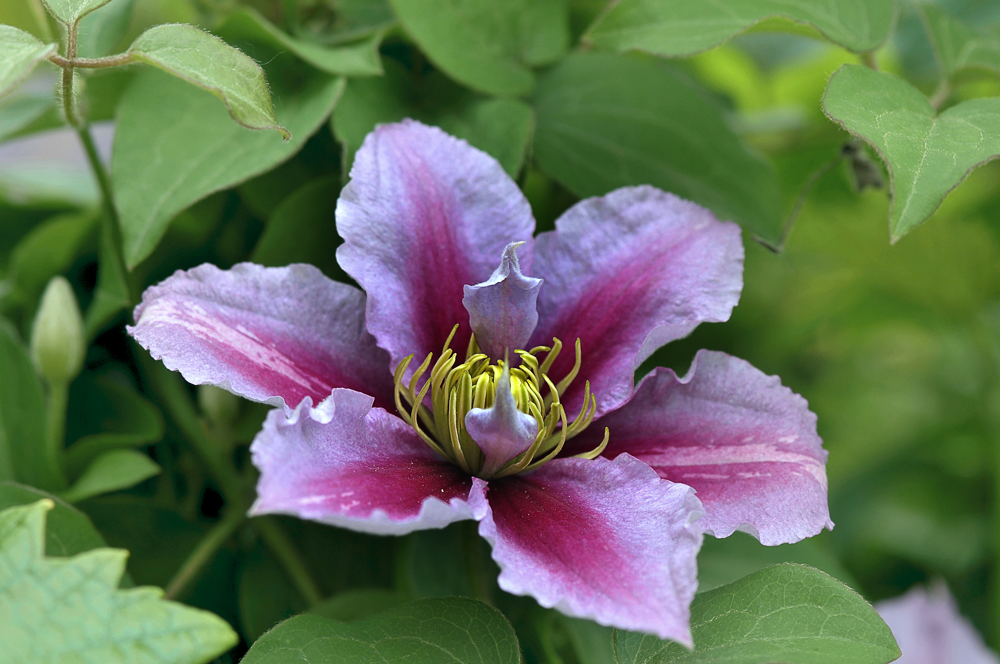 Nikon D300 + AF Micro-Nikkor 105mm f/2.8 sample photo. Цветок "Клематис" photography