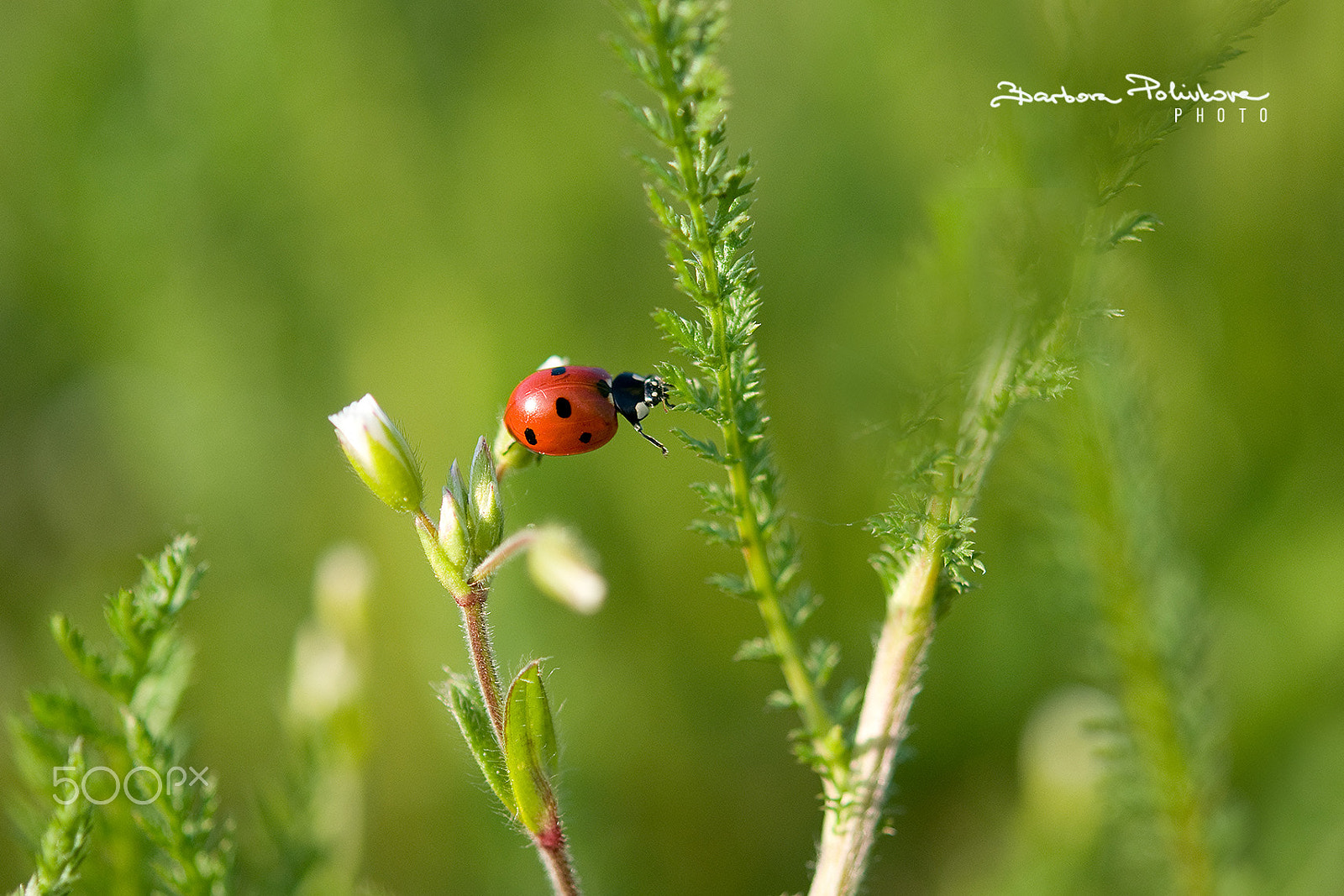 Nikon AF-S Micro-Nikkor 60mm F2.8G ED sample photo. Just one step photography
