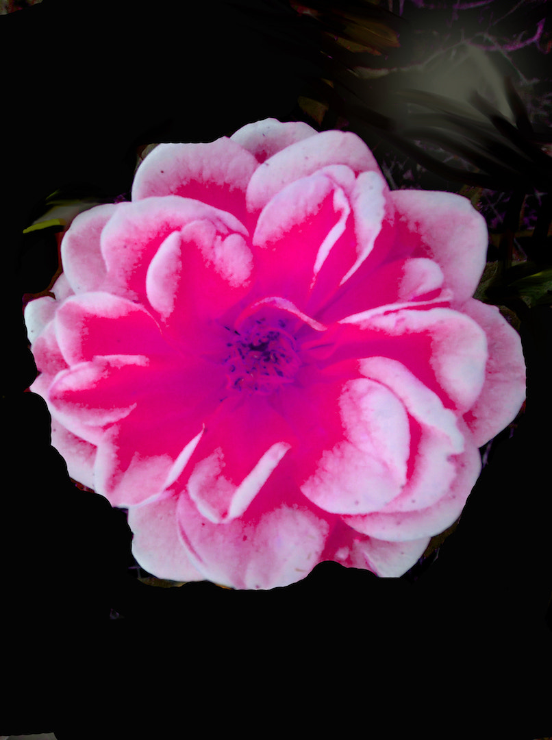 Fujifilm FinePix T550 sample photo. Shades of pinks..3 photography