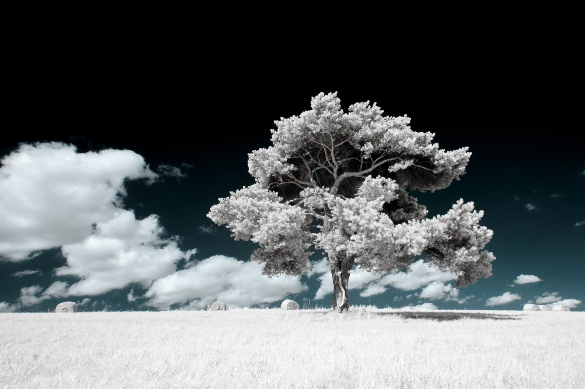 Nikon D70s sample photo. Lonely tree photography