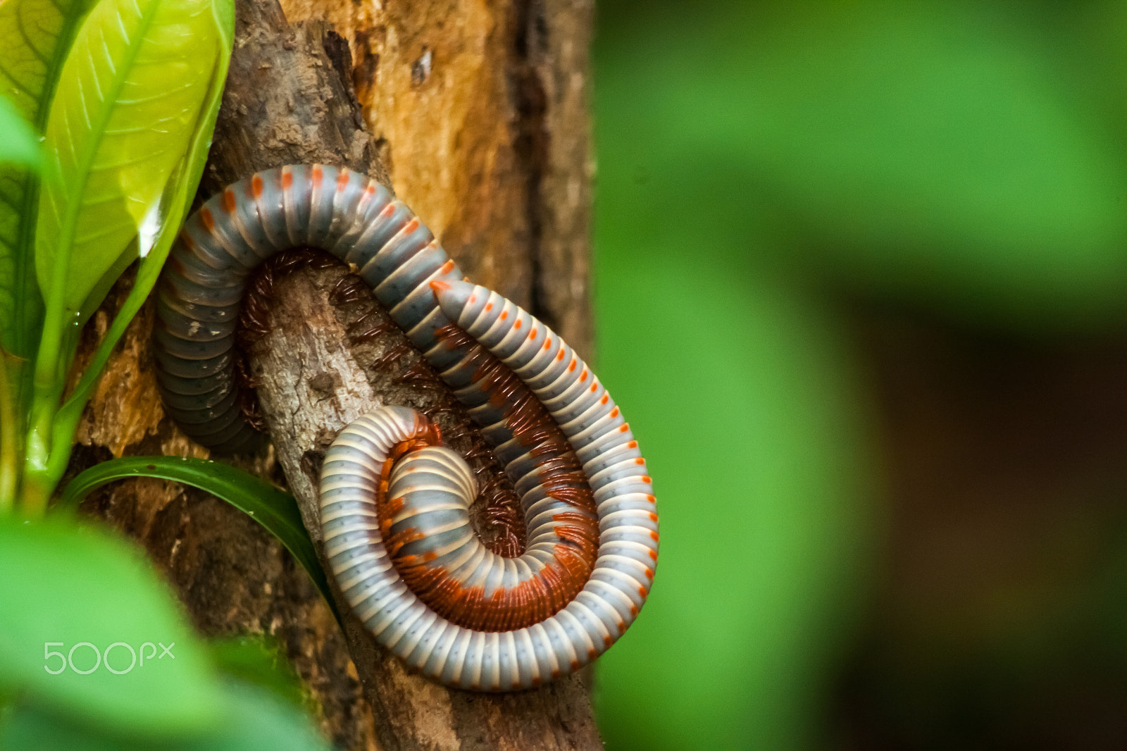 Canon EOS 1000D (EOS Digital Rebel XS / EOS Kiss F) sample photo. Millipede love photography