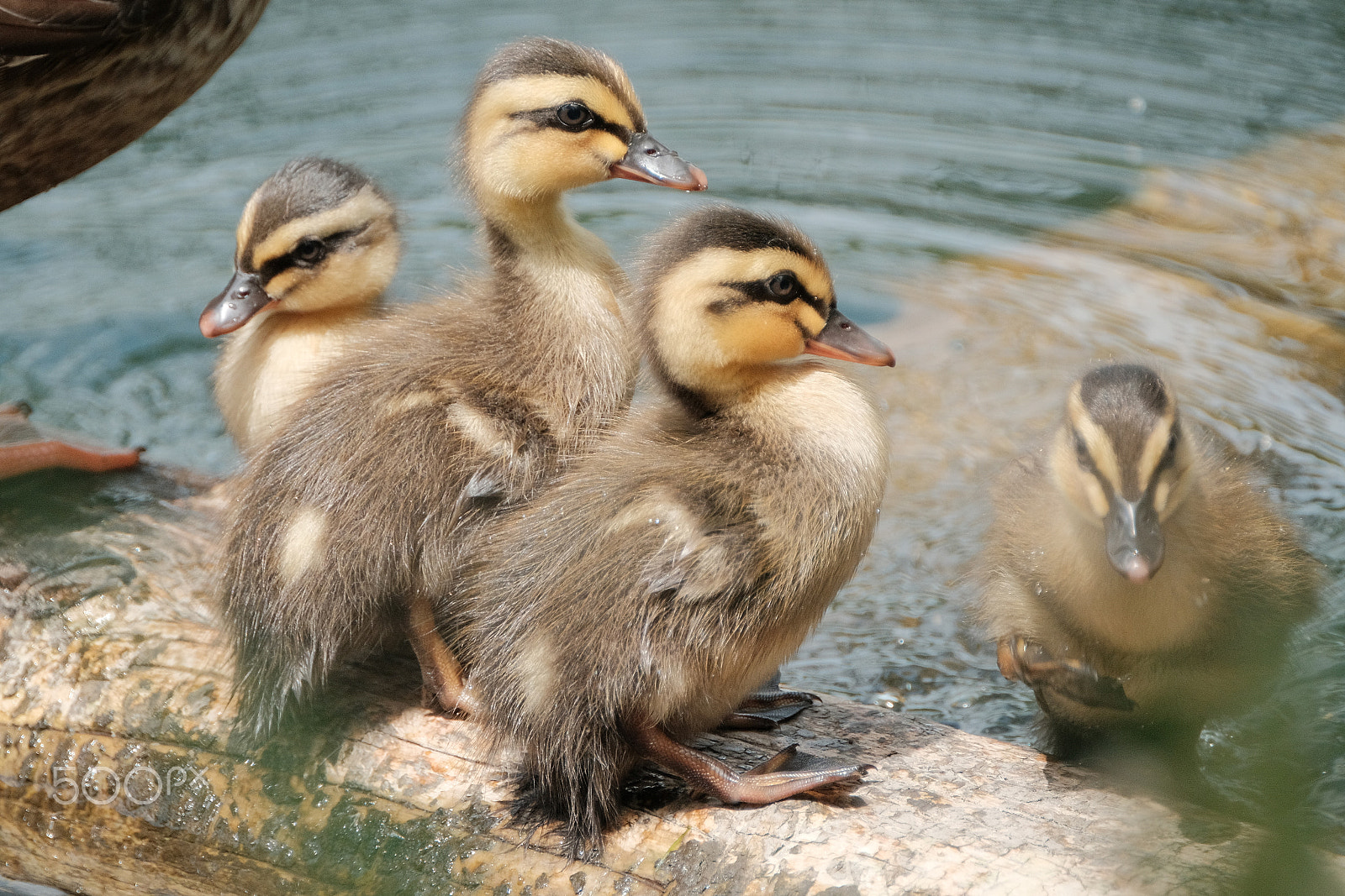 XF100-400mmF4.5-5.6 R LM OIS WR + 1.4x sample photo. Grey duck chicks photography