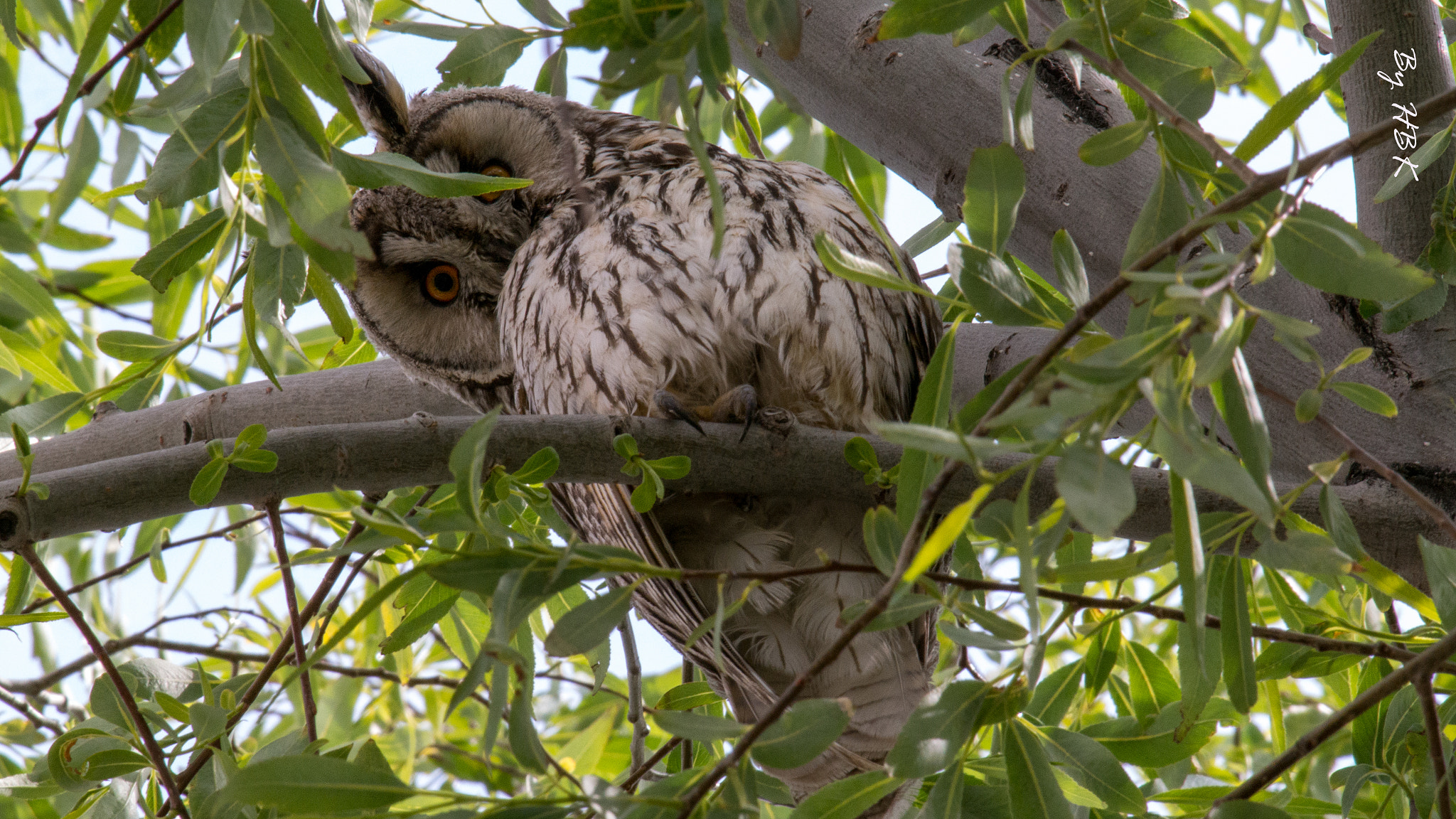 Samsung NX300 + Samsung NX 50-200mm F4-5.6 ED OIS sample photo. Owl looks us photography