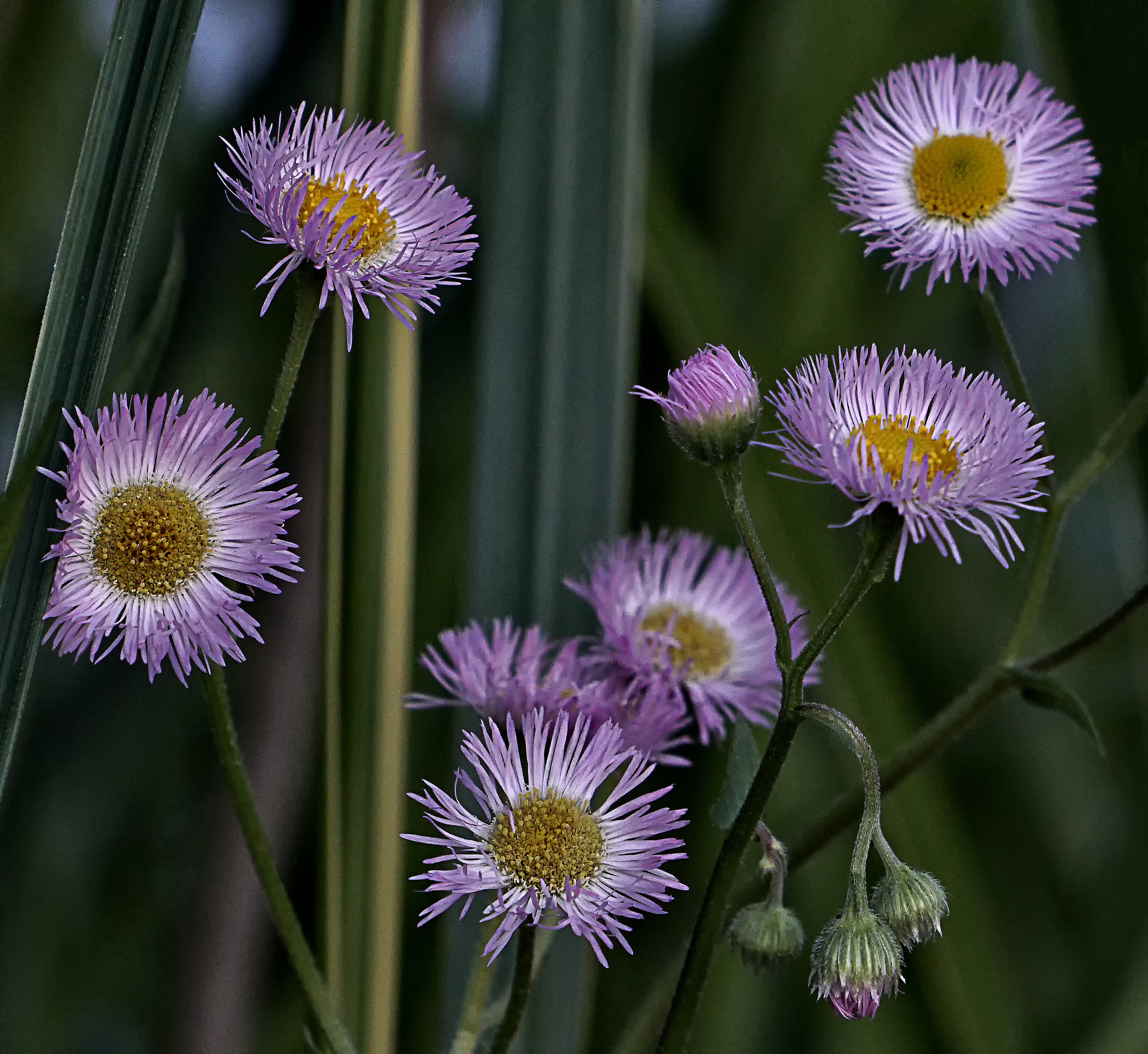 Sony a6300 + Sony FE 70-200mm F4 G OSS sample photo. Purple in green photography