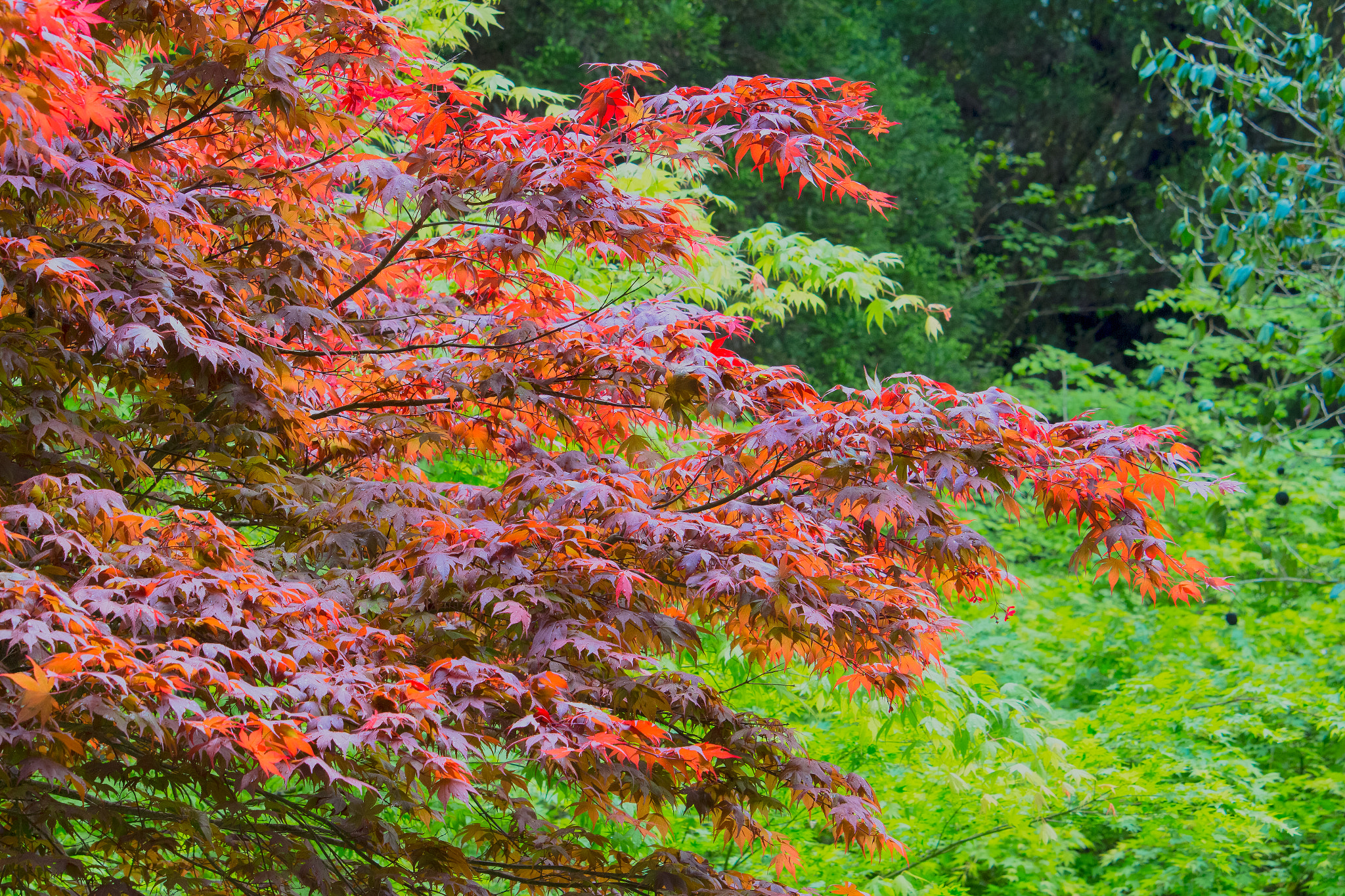 Canon EOS 700D (EOS Rebel T5i / EOS Kiss X7i) sample photo. Acer photography