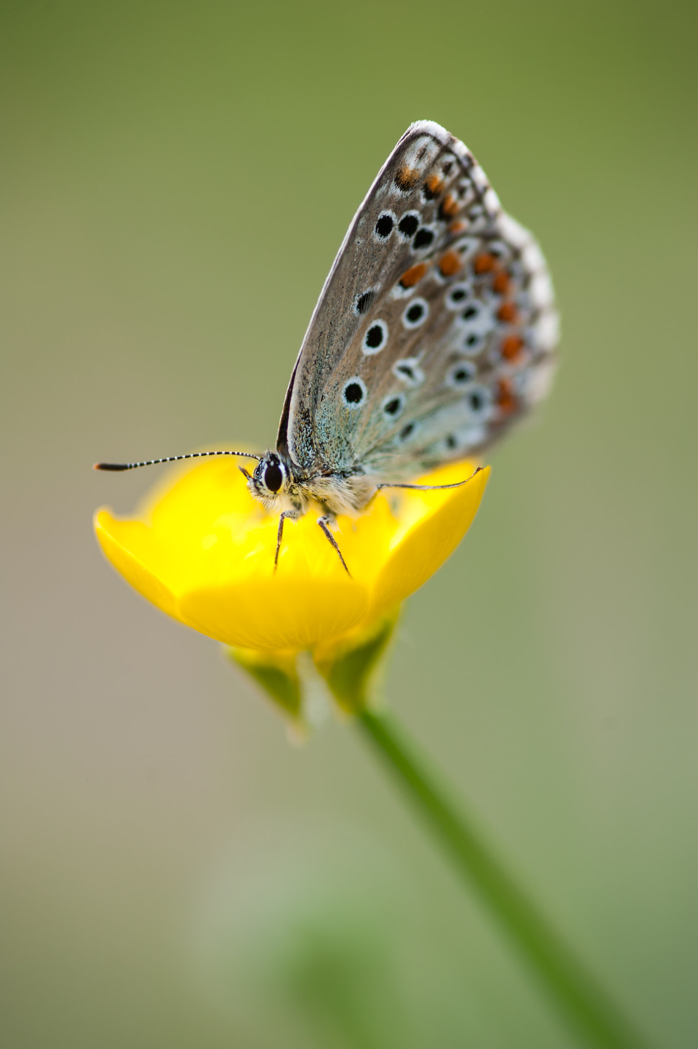 Nikon D700 + Sigma 105mm F2.8 EX DG Macro sample photo. Farfalla photography