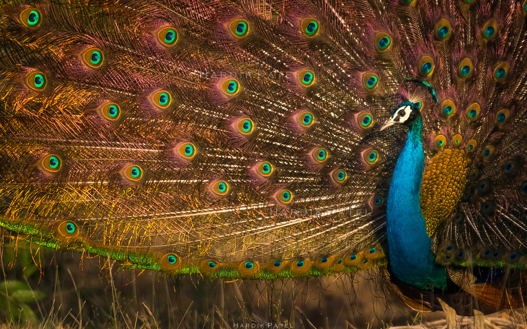 Nikon D5 sample photo. Indian peafowl.. photography