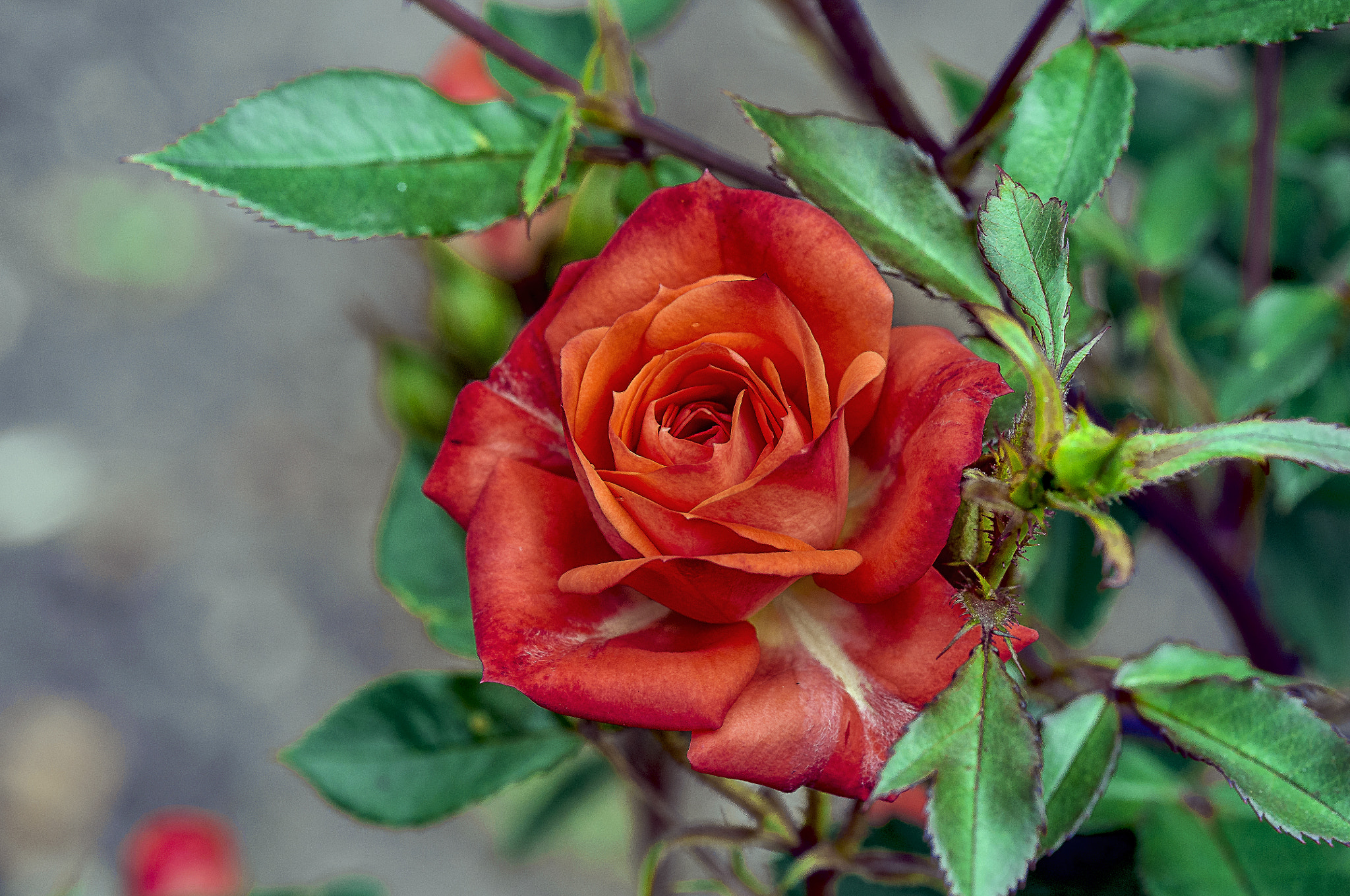 Nikon D300 + AF Micro-Nikkor 105mm f/2.8 sample photo. Розочка photography