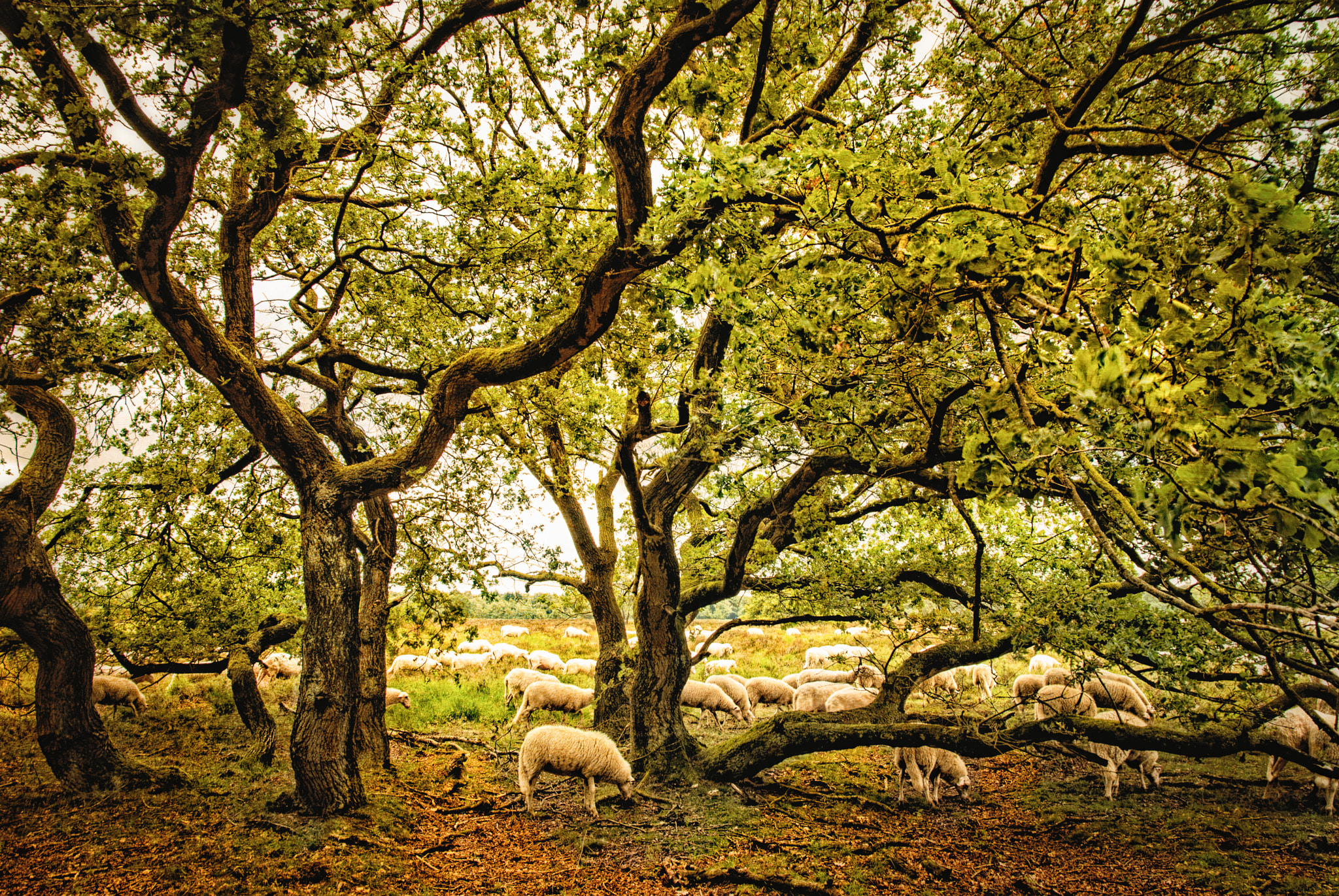Nikon D80 sample photo. 'business as usual at the veluwe' photography