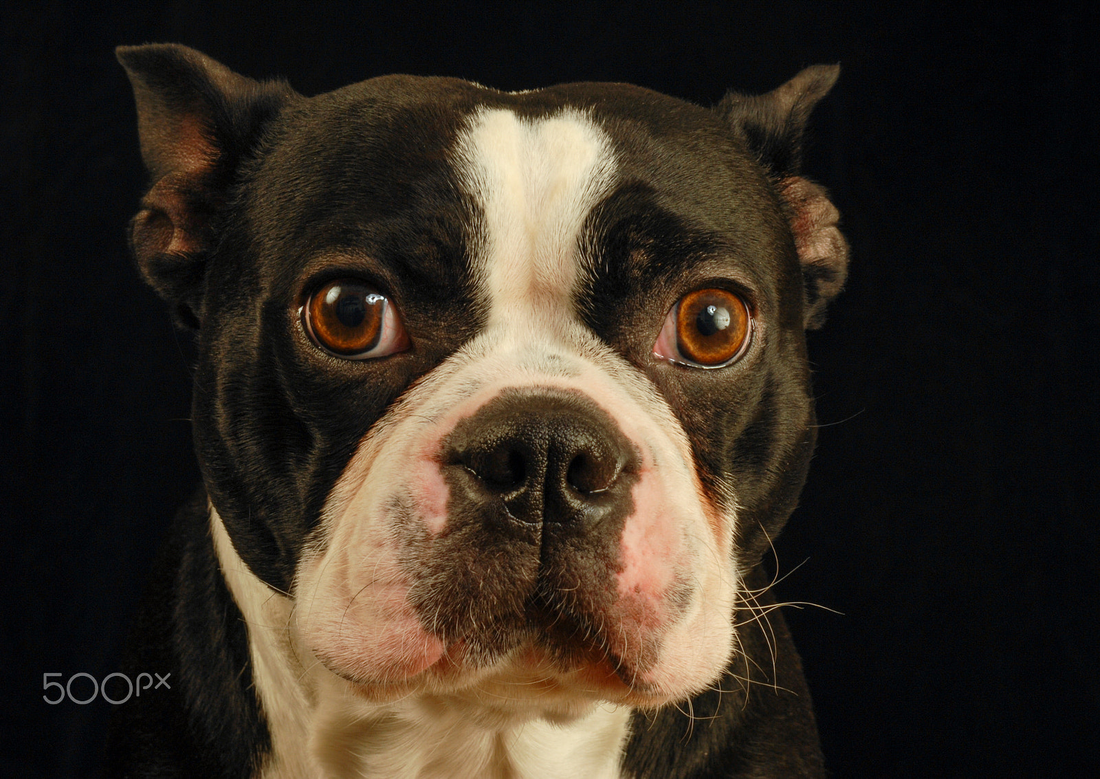 Nikon D200 + AF Zoom-Nikkor 35-70mm f/2.8D sample photo. Boston terrier dog photography