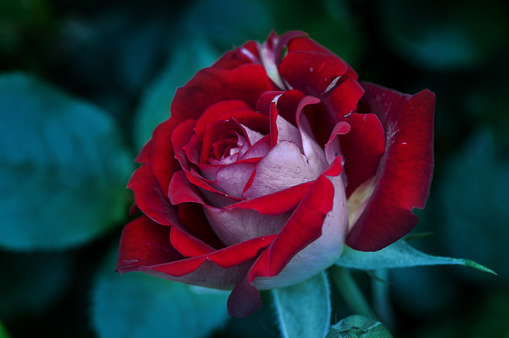 Nikon D300 + AF Micro-Nikkor 105mm f/2.8 sample photo. Роза photography