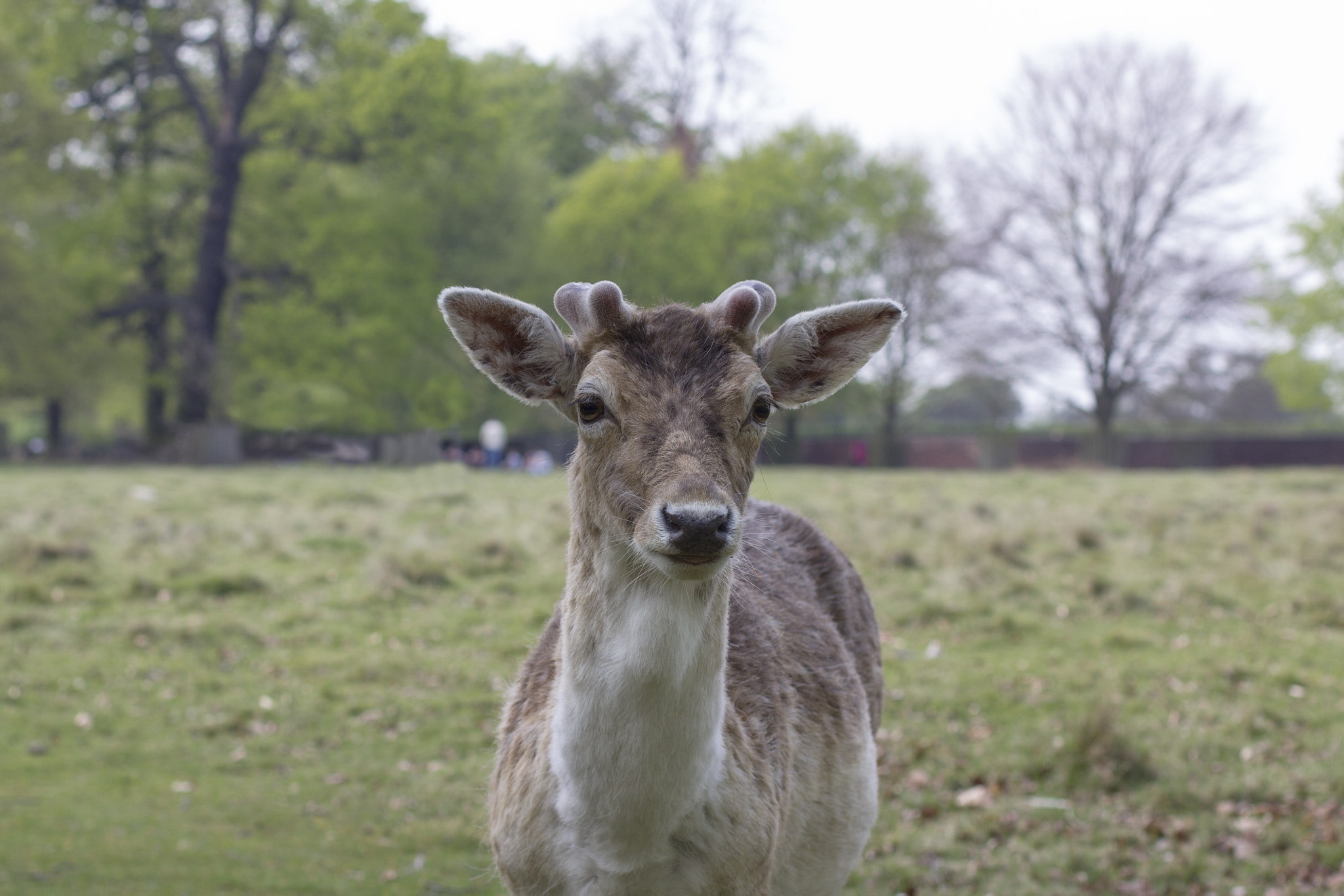 Canon EOS 550D (EOS Rebel T2i / EOS Kiss X4) + Canon EF 50mm F1.4 USM sample photo. Started from the bottom now we're deer. photography