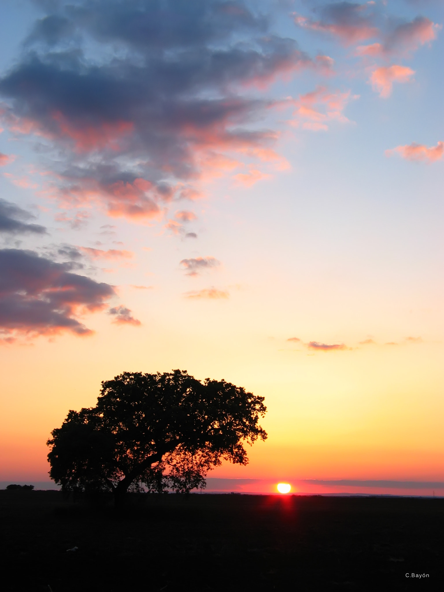 Canon POWERSHOT G3 sample photo. Holm oak at sunset photography