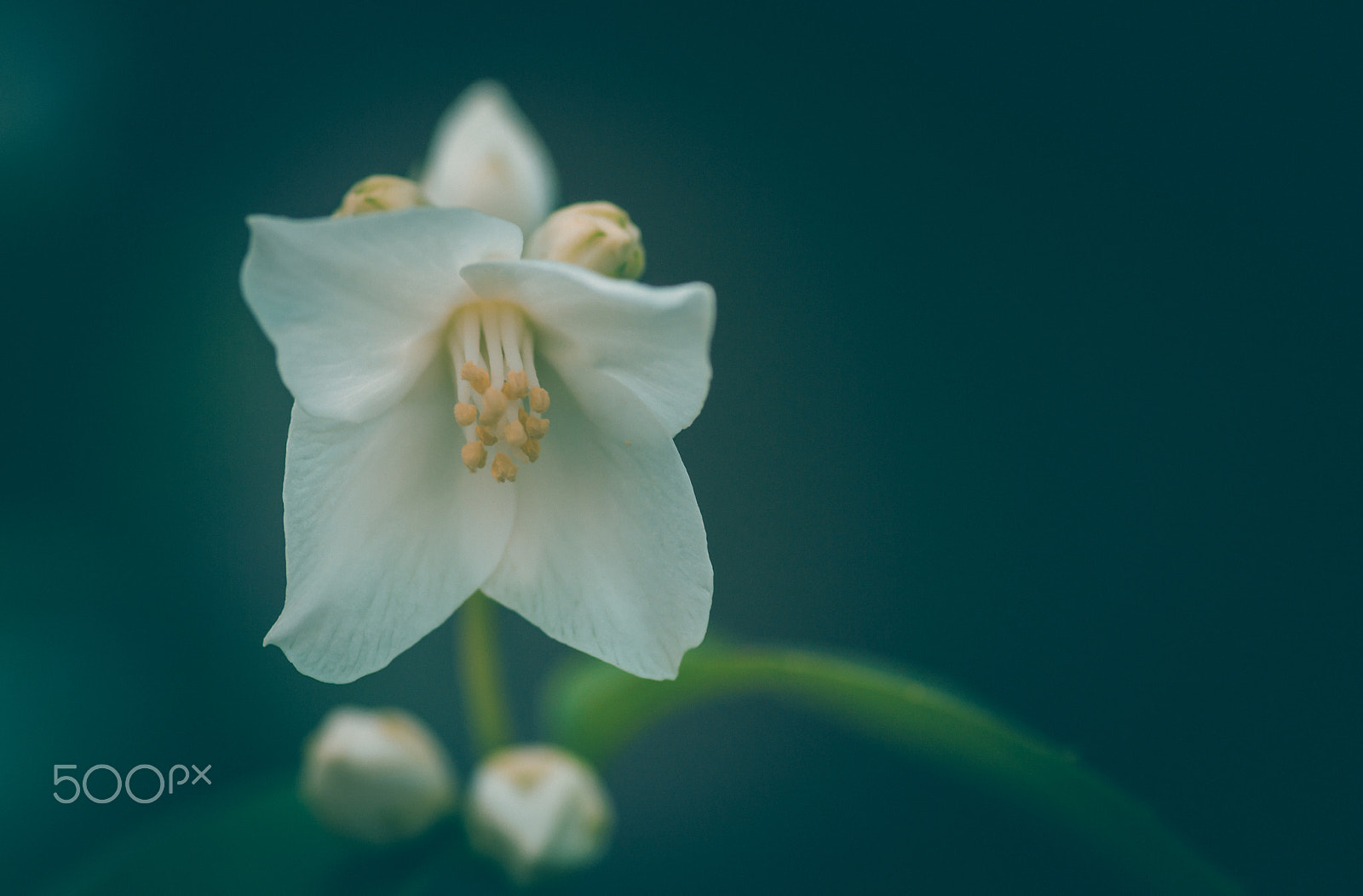 Pentax smc D-FA 100mm F2.8 macro sample photo. Jasmine photography