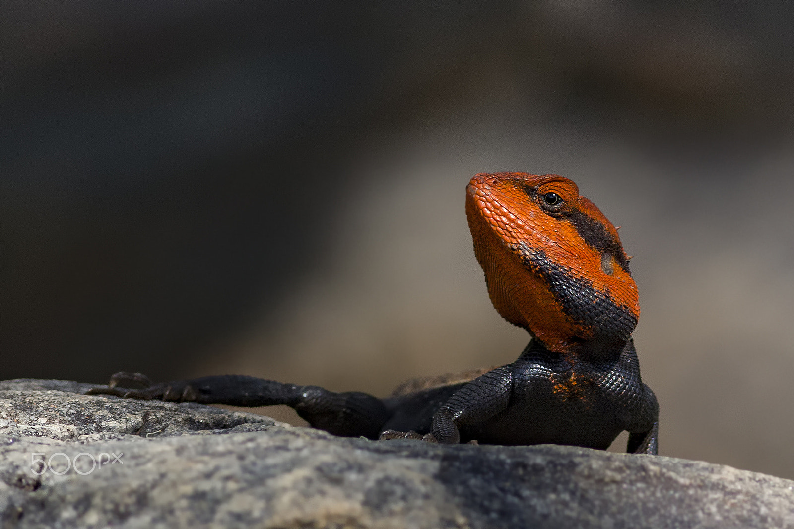 Canon EOS 60D + Canon EF 400mm F5.6L USM sample photo. The lost world...! photography