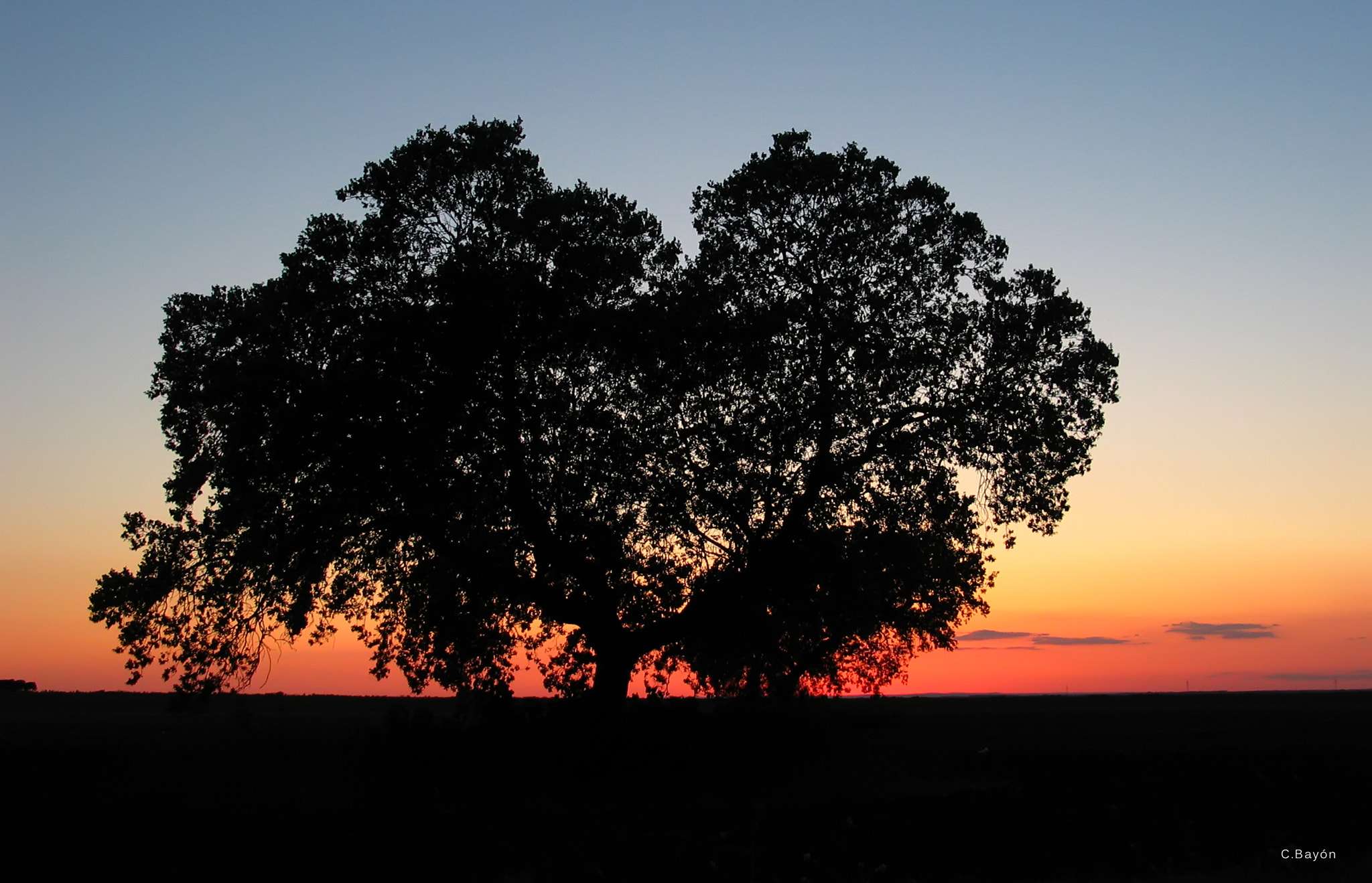 Canon POWERSHOT G3 sample photo. Holm oak at sunset_02 photography
